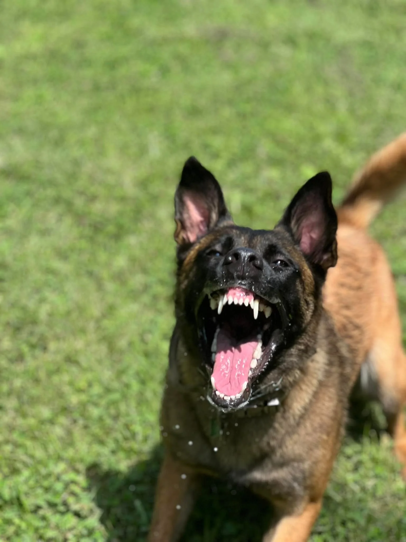 Fully Trained Dual Purpose Patrol Dog