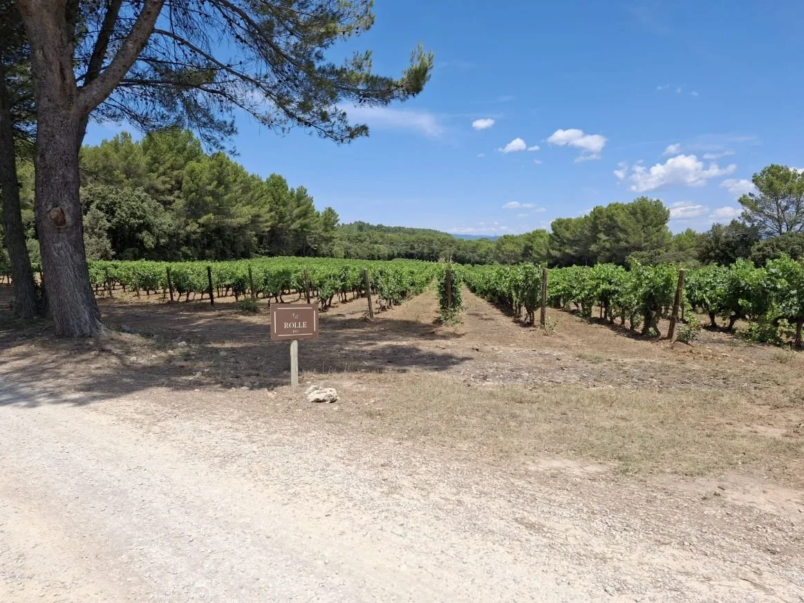 chateau rasque vineyard showing rolle grapes growing as part of a colby wines vineyard tour of provence