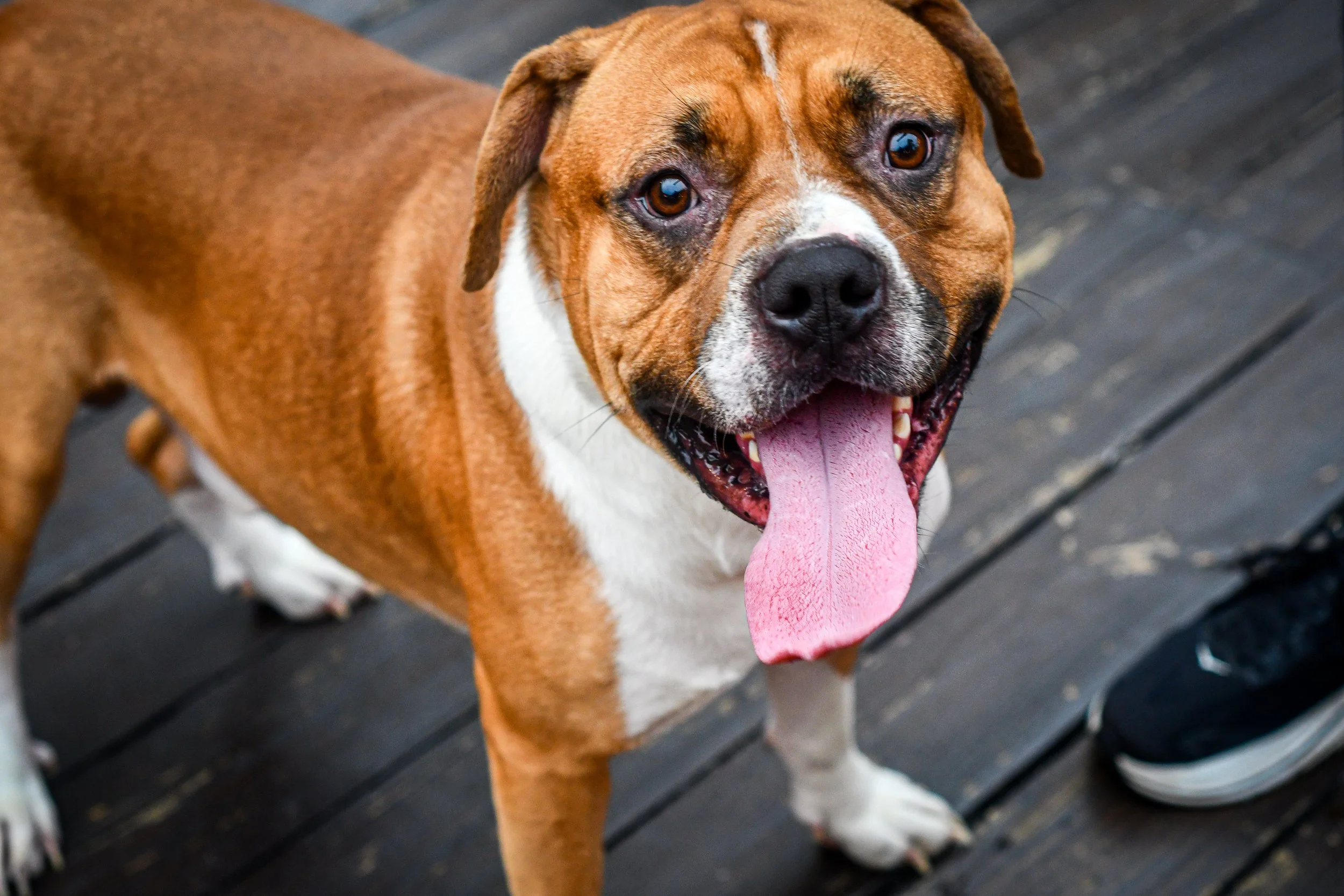 YAPPY HOUR - Monday, October 5 at 4:00 PM at Morgan's Pier in Riverfront Penn's Landing, Philadelphia
