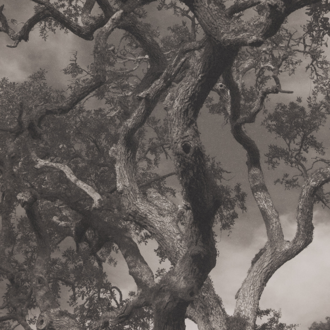 Mighty Oaks by Michael Ward