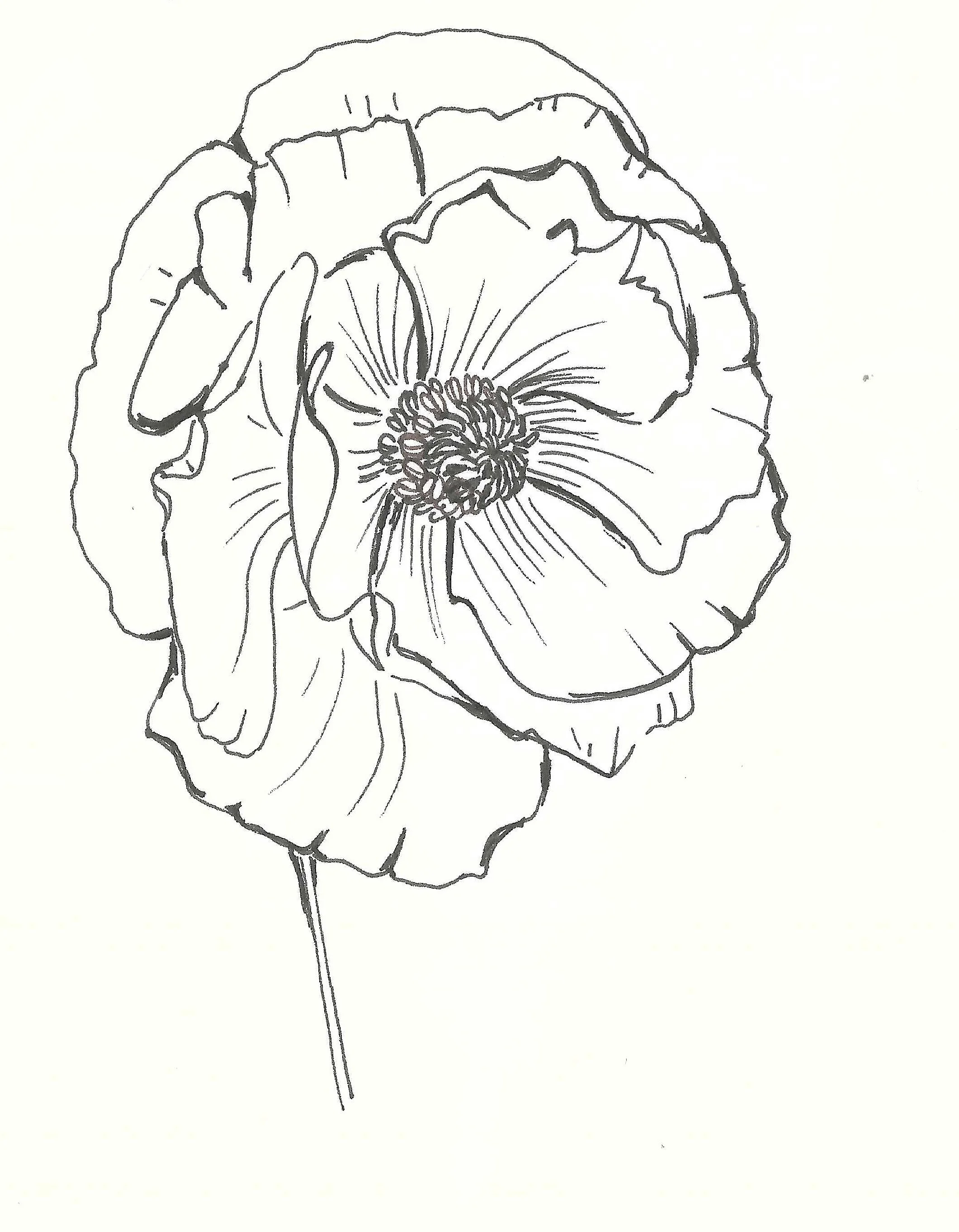 Line drawing of a single poppy flower with a stem.