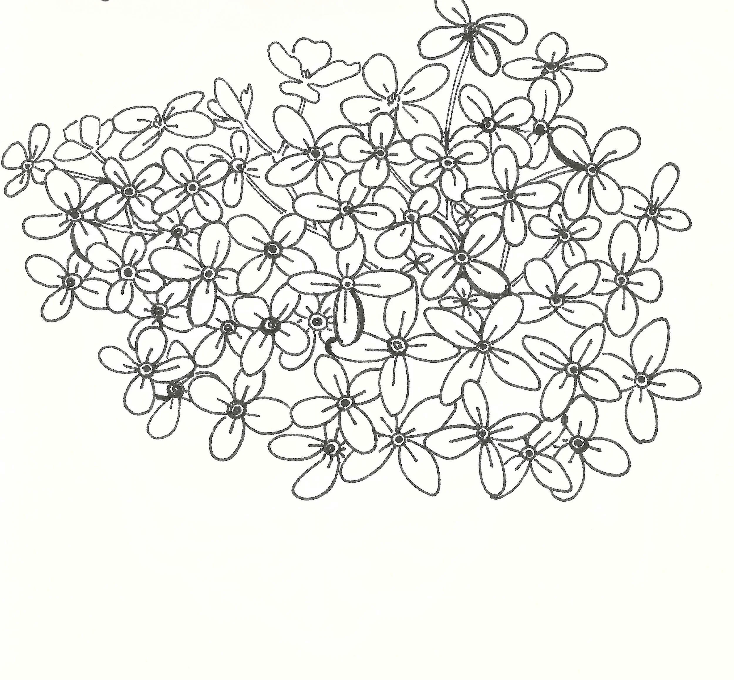 Line drawing of a cluster of small flowers with elongated petals and circular centers.