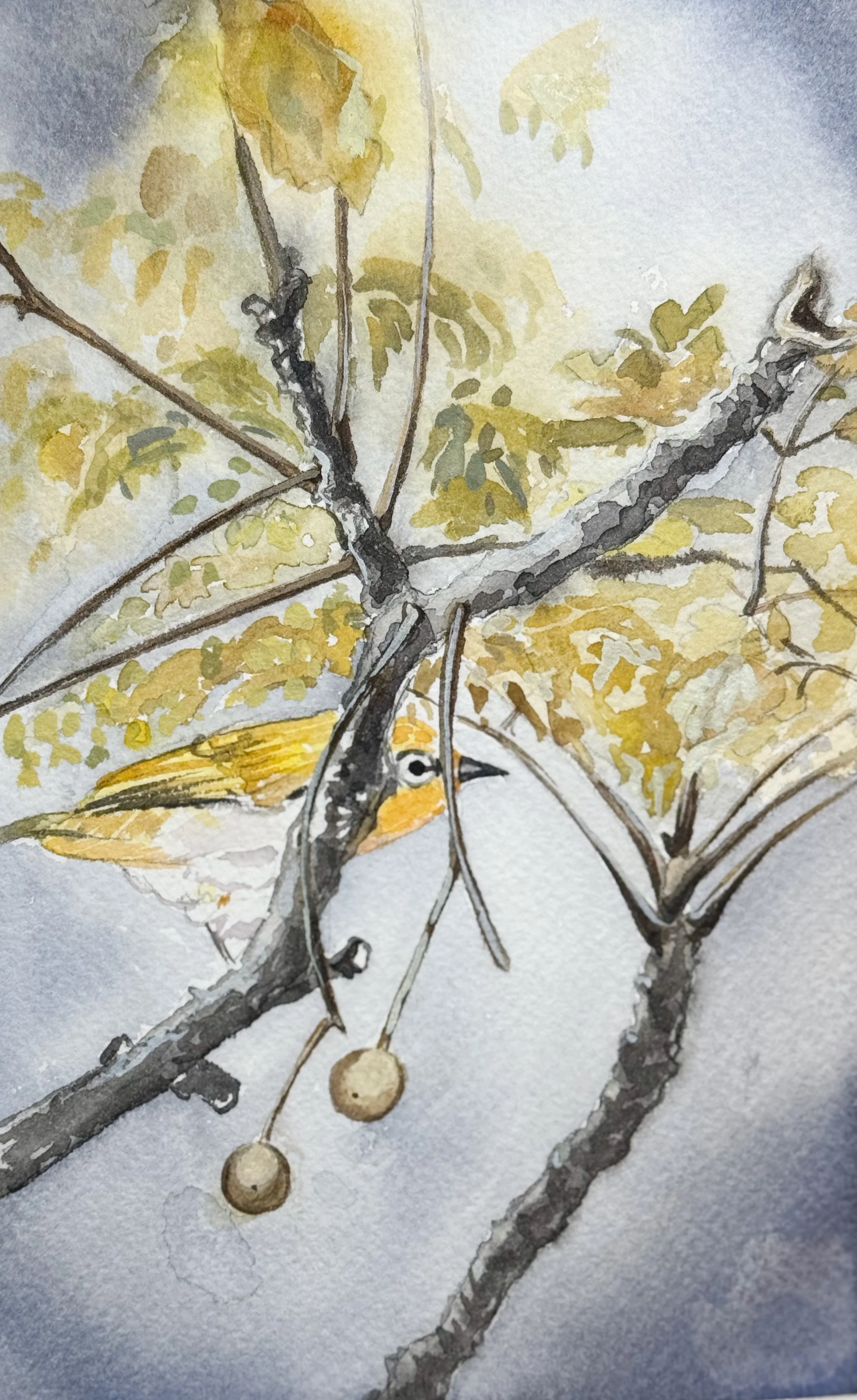 Watercolor painting of a small bird with a yellow face perched on a tree branch with yellow and green leaves and two hanging fruit.