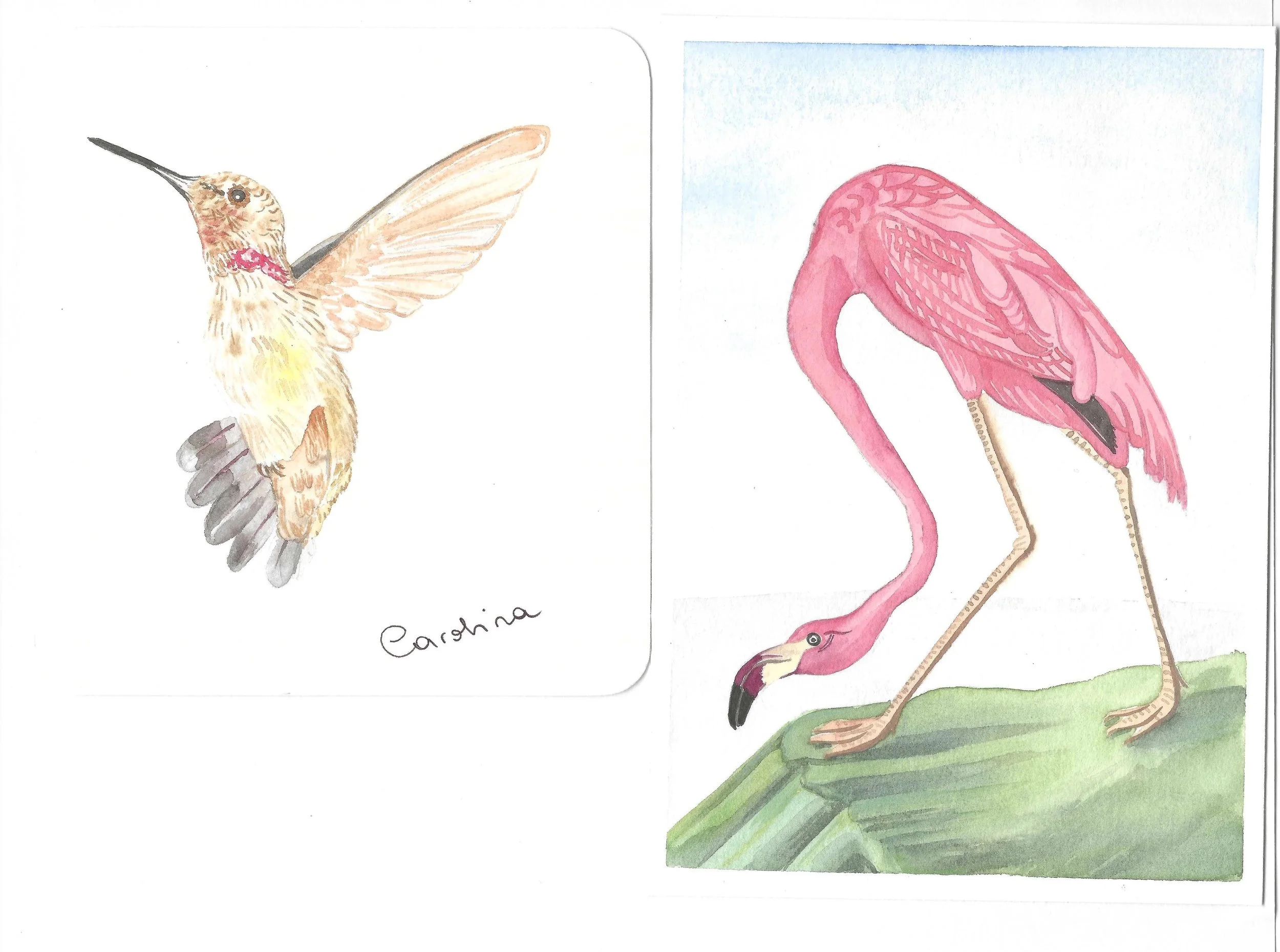 Hand-drawn illustration of a hummingbird labeled "Carolina" on the left, and a pink flamingo standing on a green surface on the right.