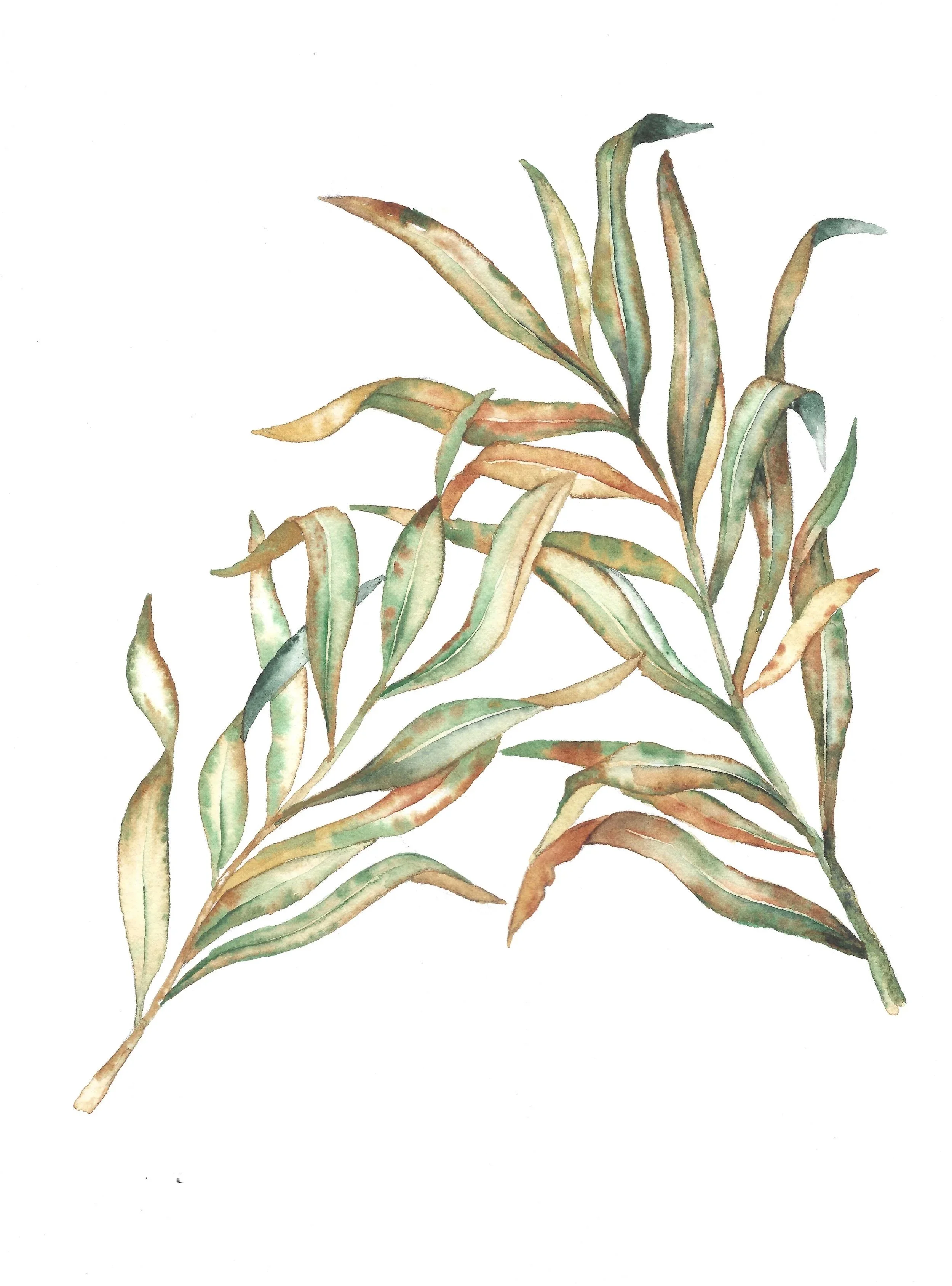 Watercolor painting of green and brown leaves on white background.