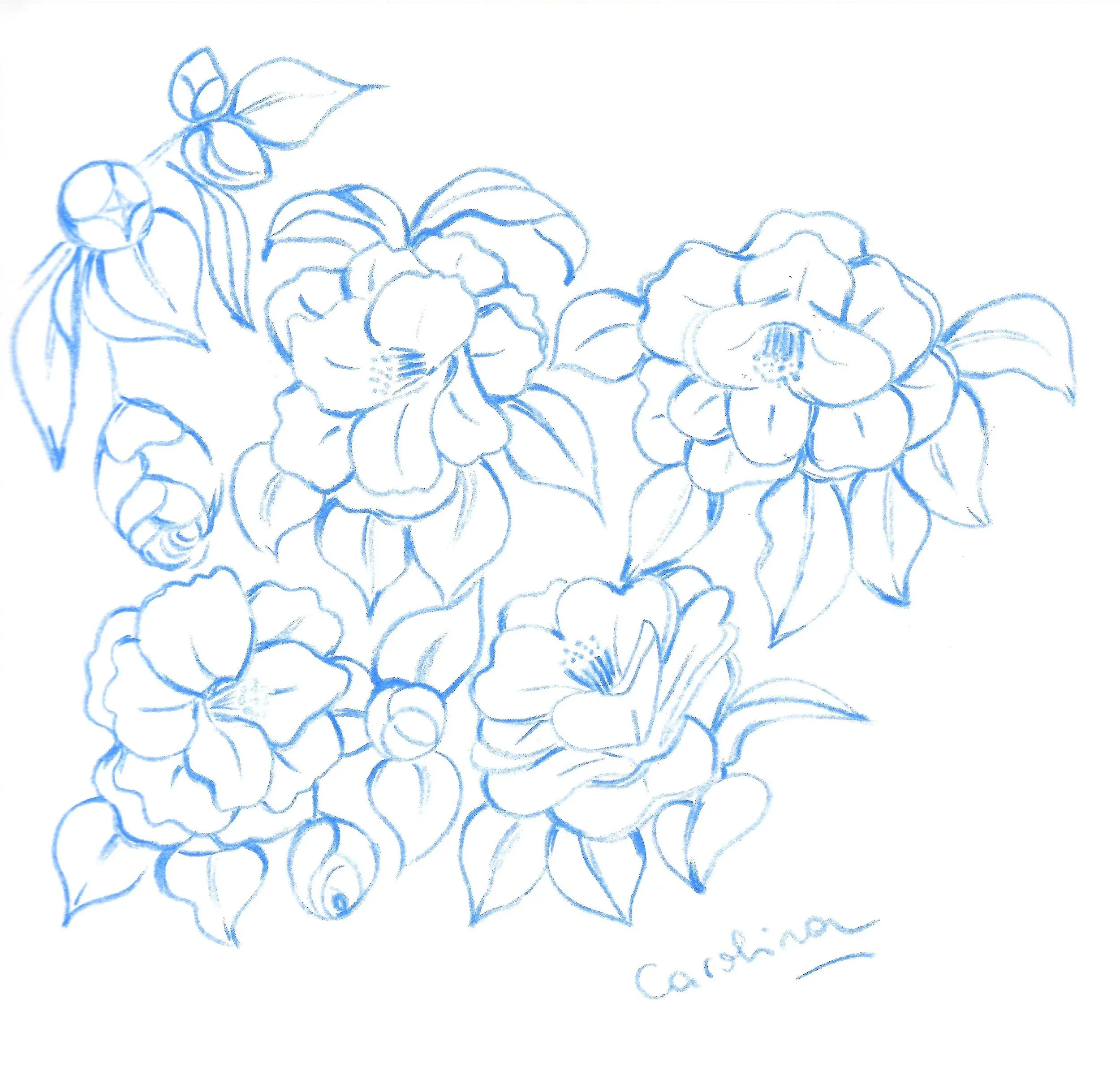 Blueprint sketch of multiple blooming camellia flowers with leaves, signed 'Cashion'.
