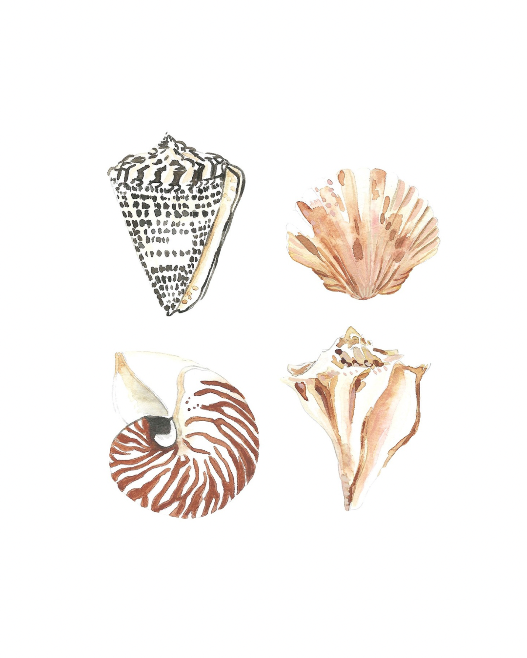 Watercolor illustration of four seashells, including a cone shell, a fan shell, a spiral shell, and a whelk shell.