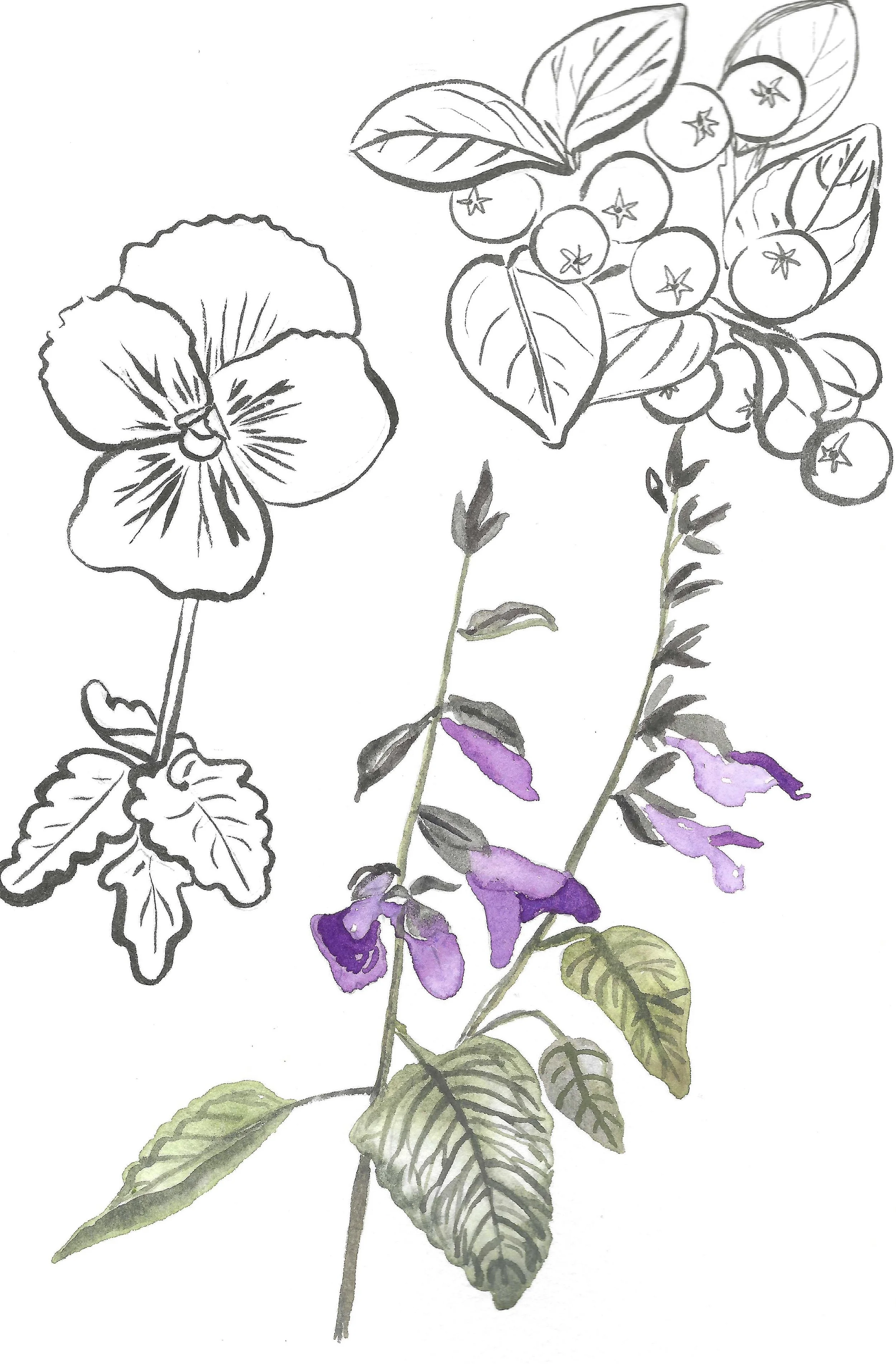 A botanical illustration of a plant with purple flowers, green leaves, and some parts in black and white outline.