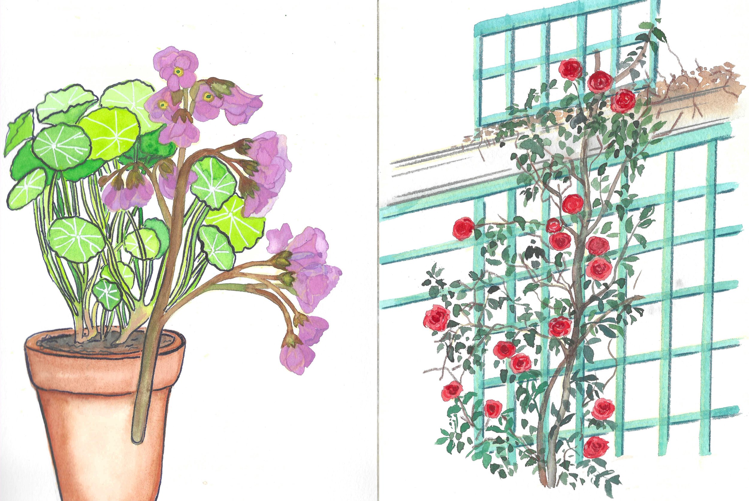 Hand-drawn watercolor illustrations of flowering plants in pots: on the left, a plant with purple blossoms and round green leaves in a terracotta pot; on the right, a climbing plant with red roses growing on a blue trellis.