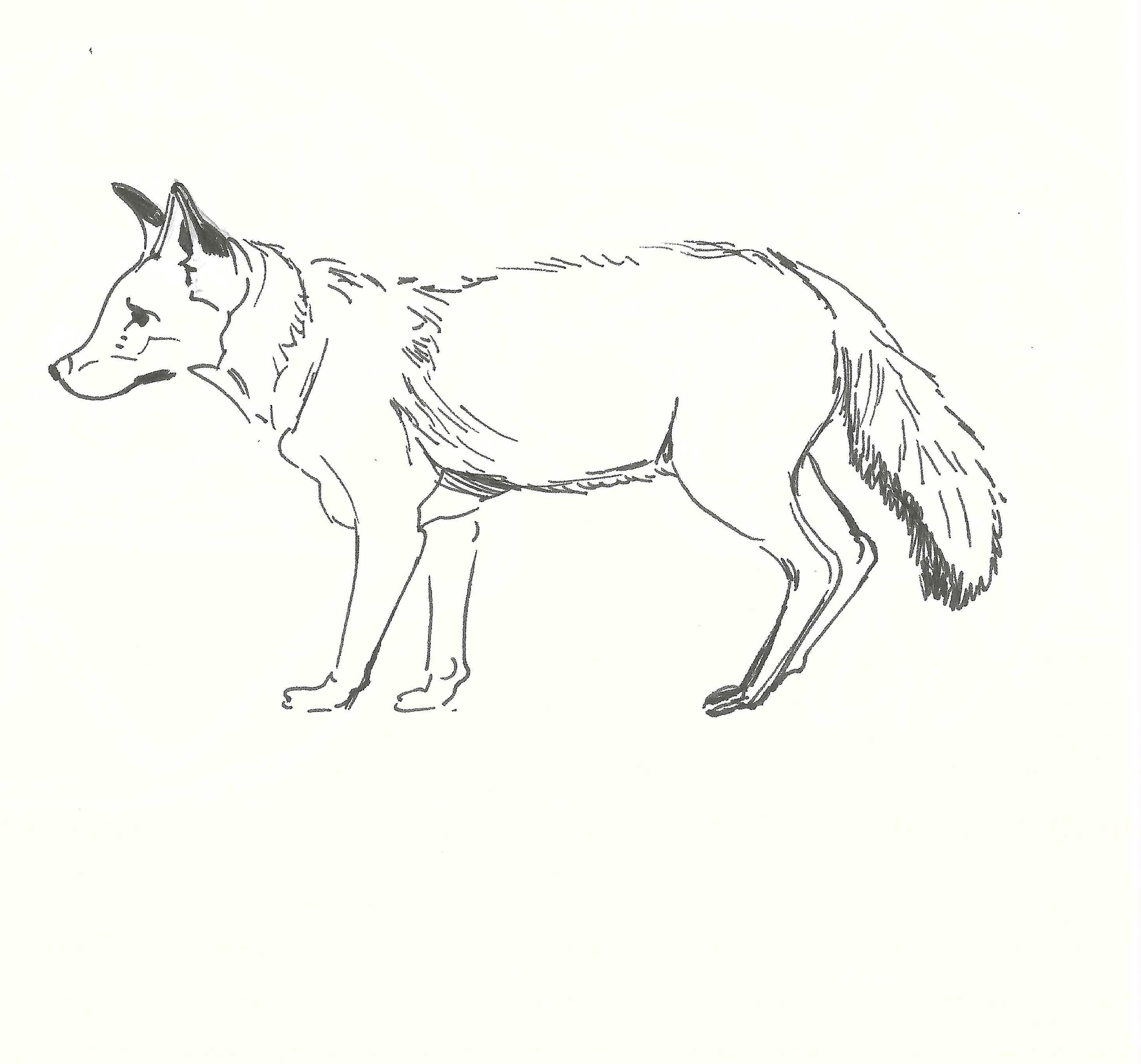 Line drawing of a seated dog, facing left, with large ears and a bushy tail.
