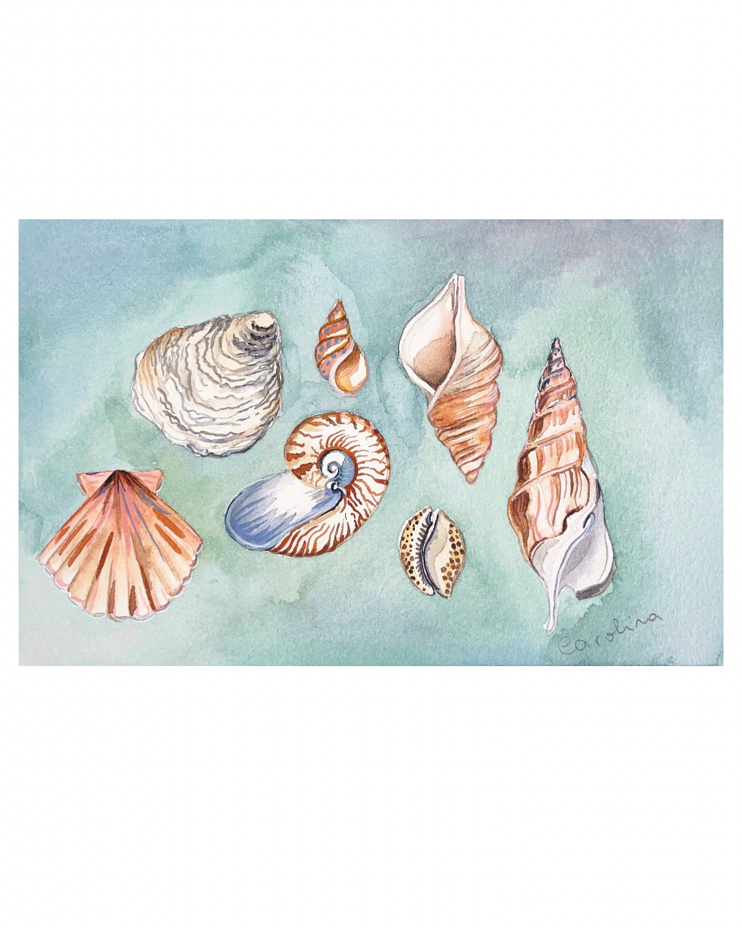 Watercolor painting of various seashells on a green background, signed by Carolina.