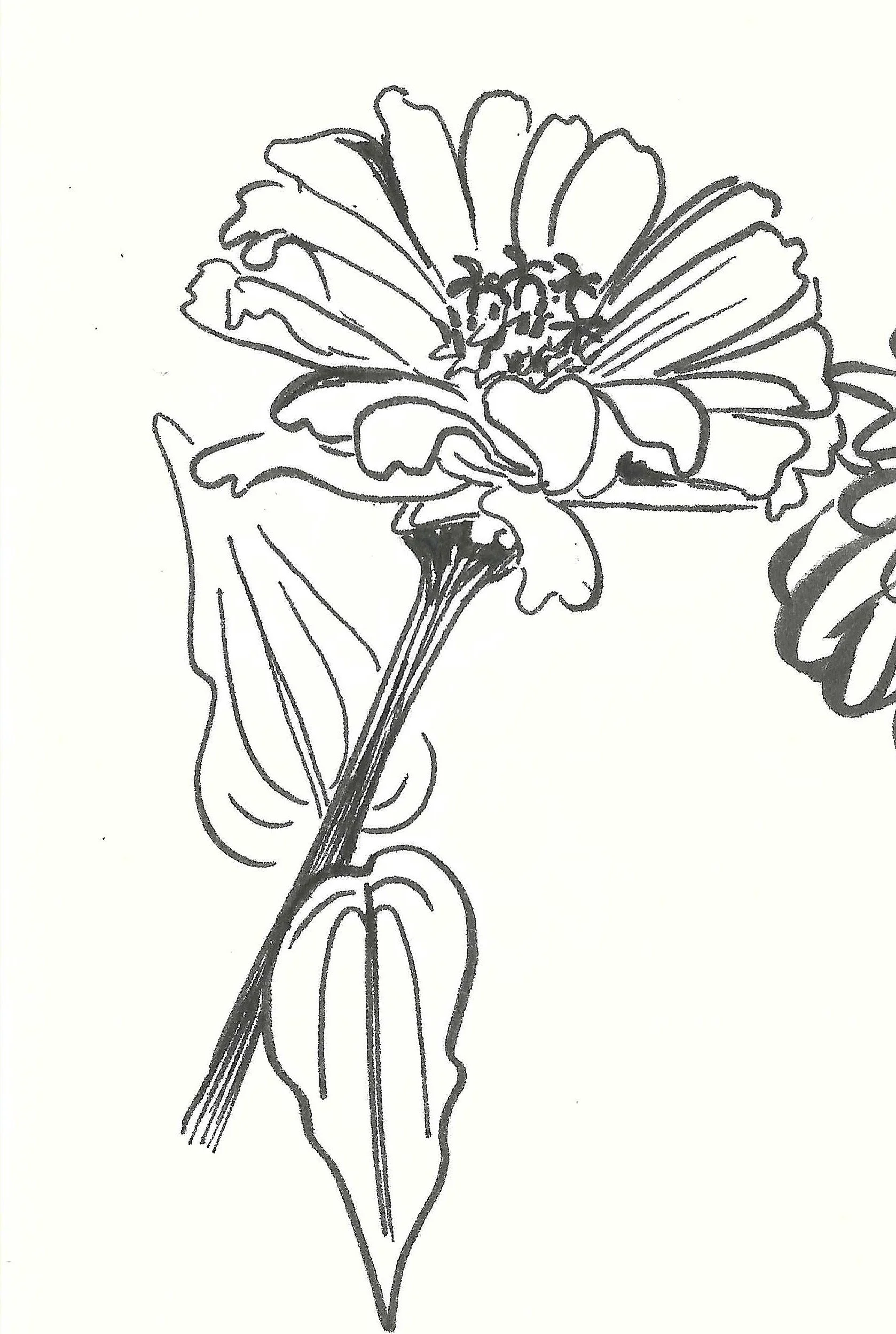 Line drawing of a flower with detailed petals, a stem, and a leaf.