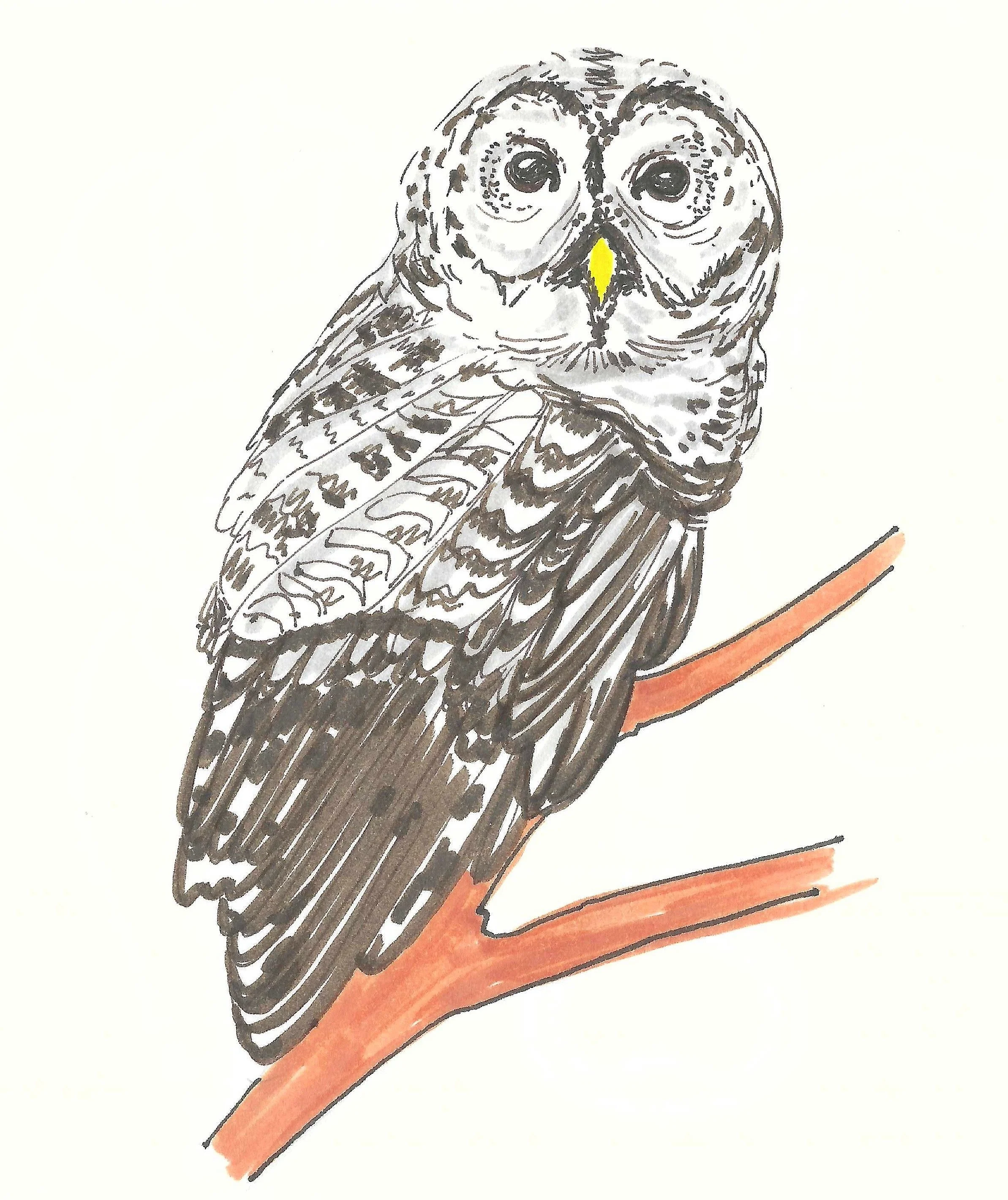 Hand-drawn illustration of an owl perched on a branch, with a yellow beak.