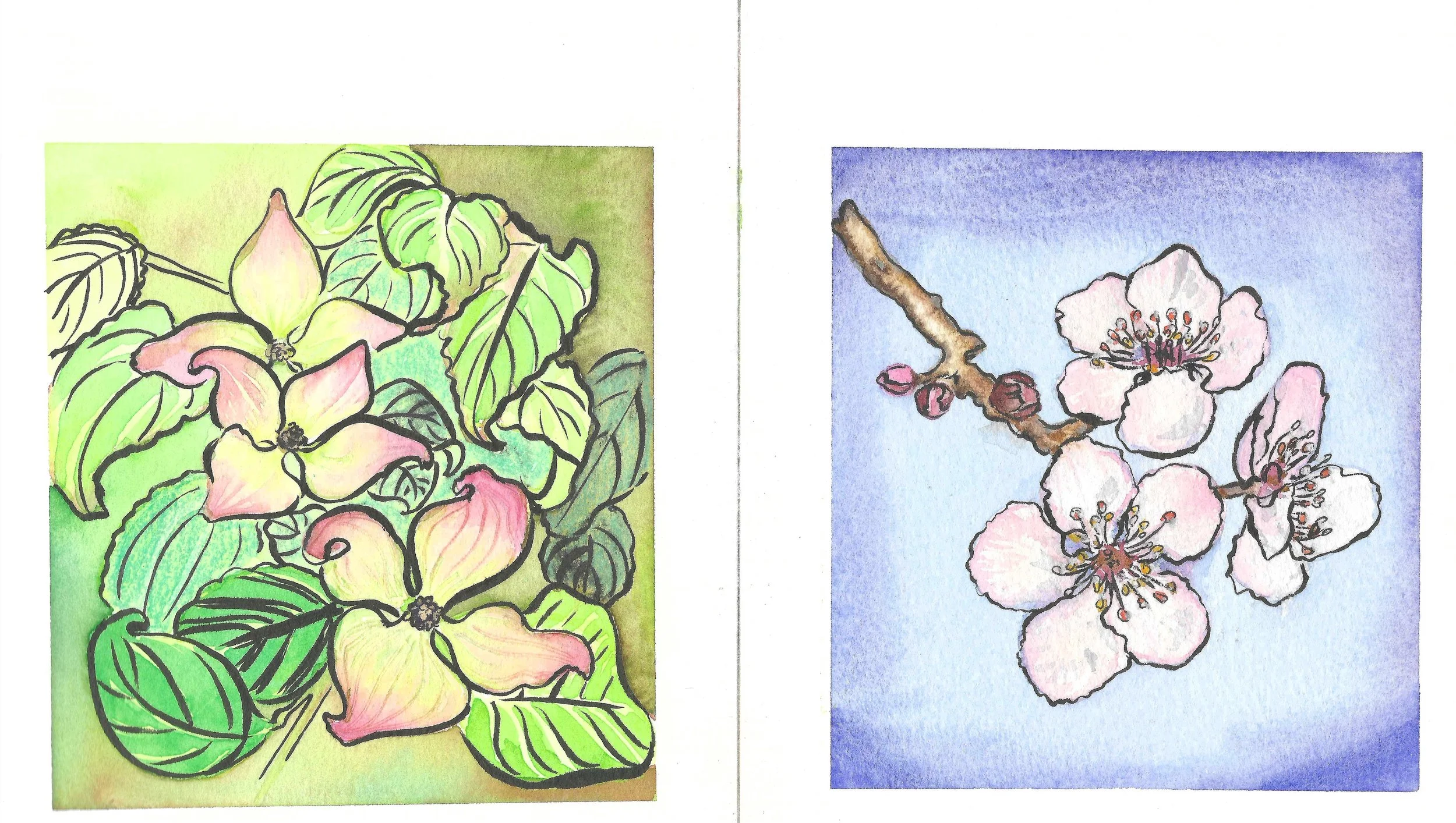 Watercolor illustrations of flowers: left side with pink and cream flowers with green leaves, right side with light pink blossoms on a brown branch against a blue background.