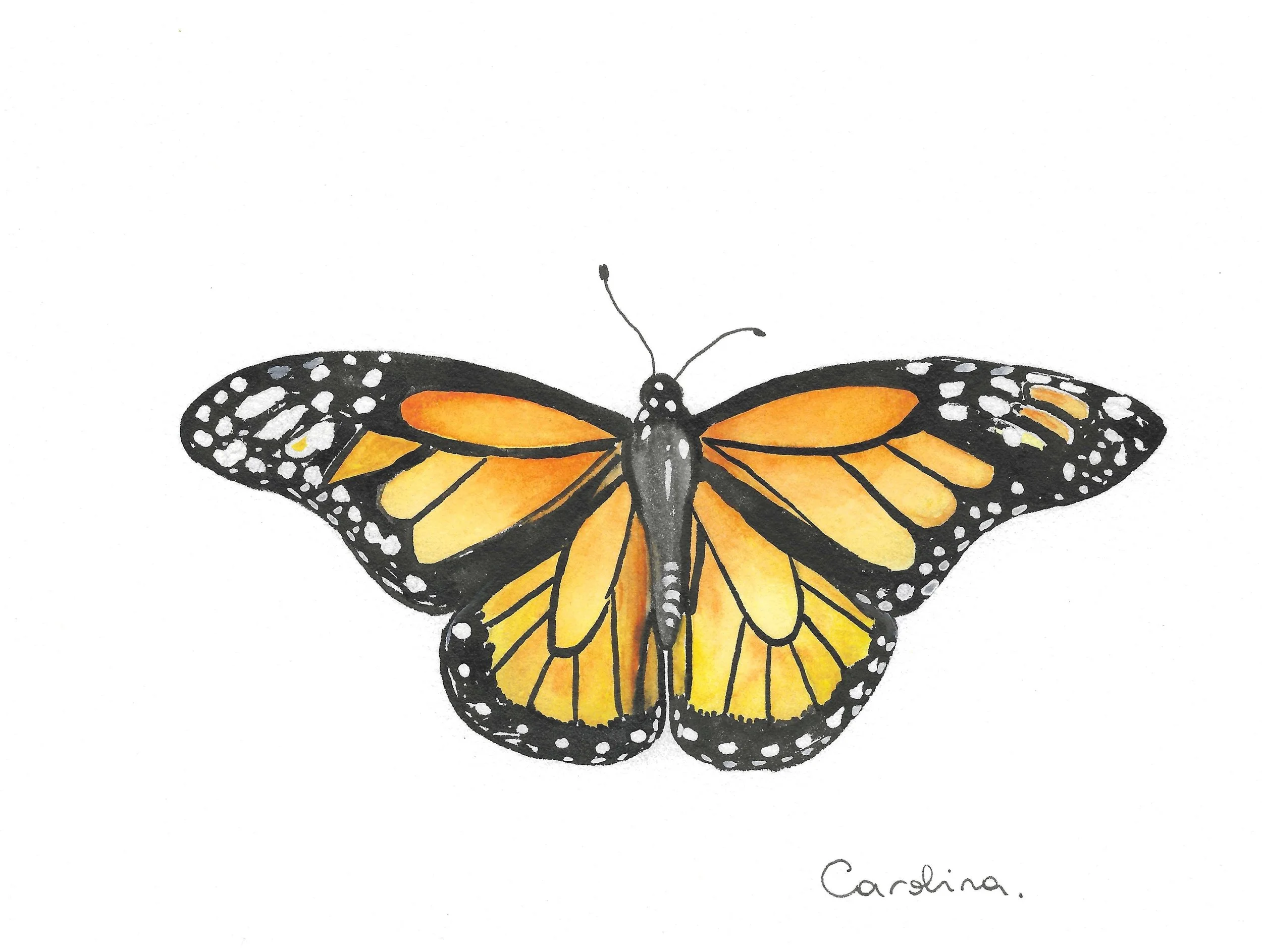 Watercolor painting of a monarch butterfly with orange and black wings, black body, and white spots on the black parts of the wings. Signed with the name 'Carolina' at the bottom.