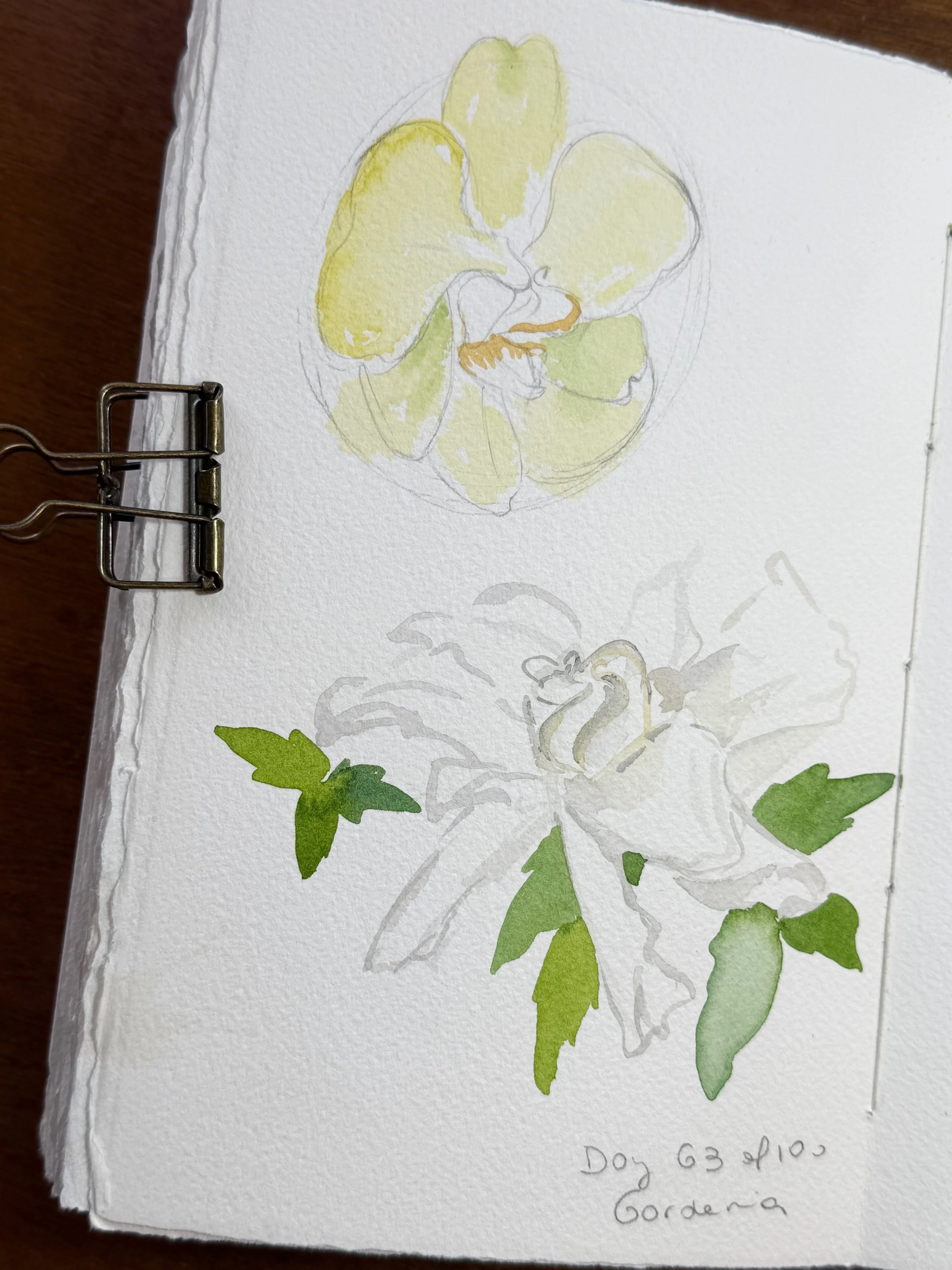 Watercolor sketches of a yellow flower and a white flower with green leaves.