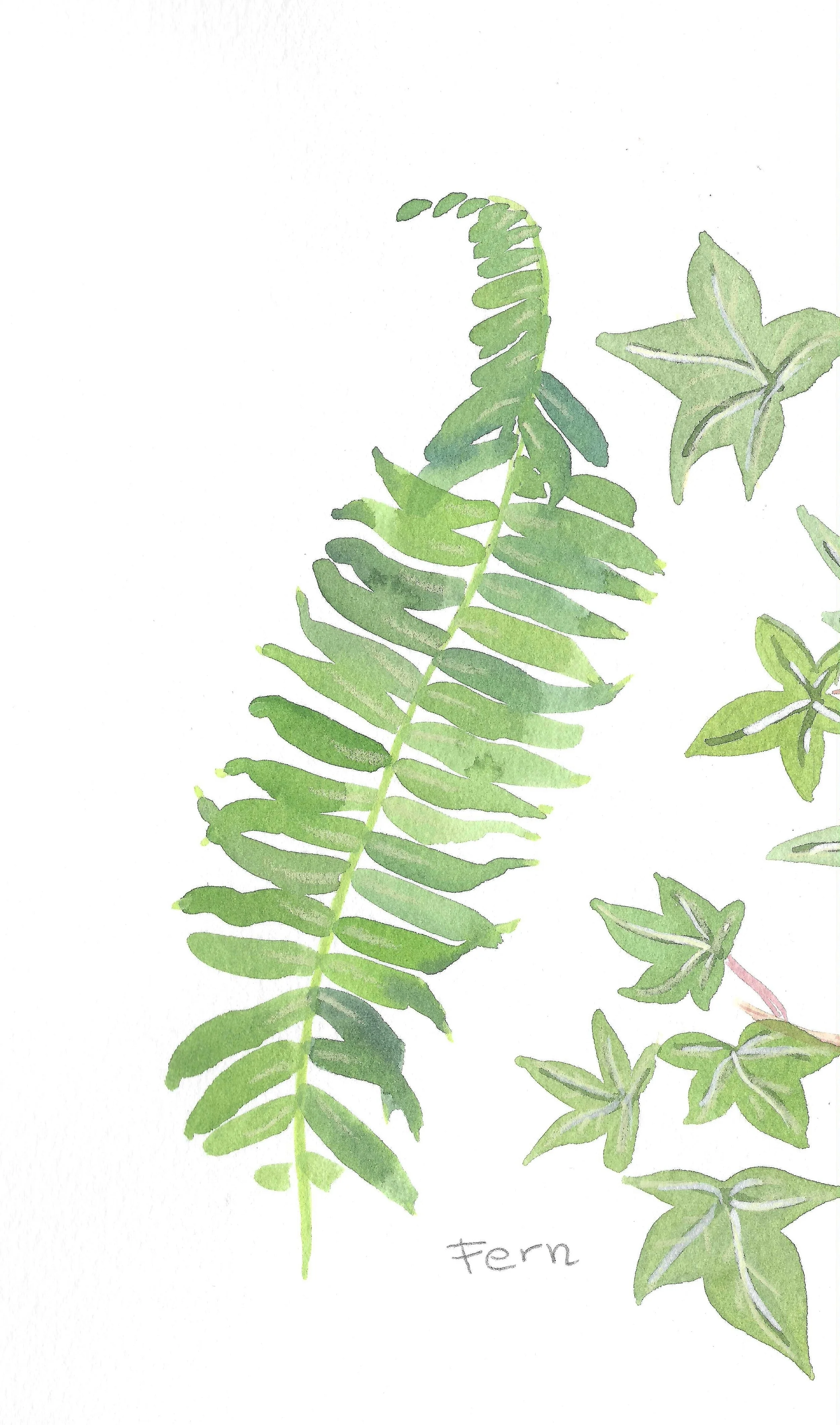 Watercolor illustration of green fern and other leaves with handwritten label 'fern'.