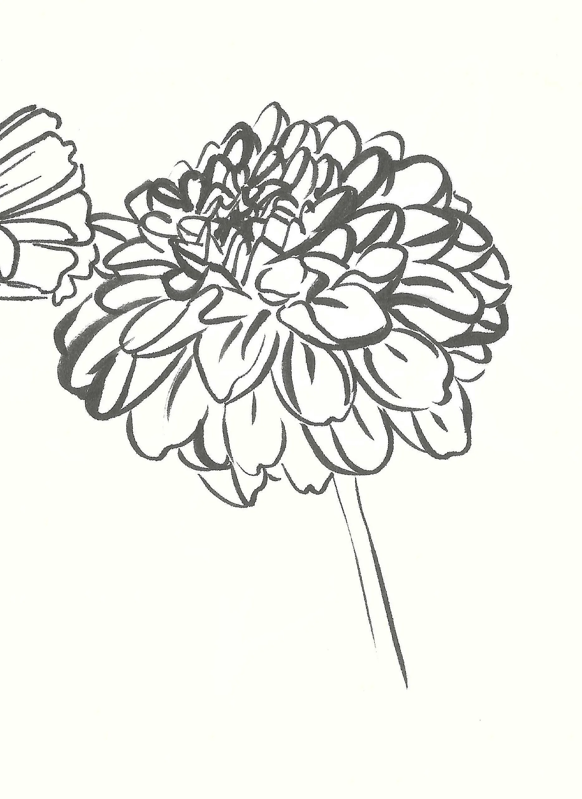 Black and white line drawing of a flower with many petals, resembling a dahlia, on a long stem.