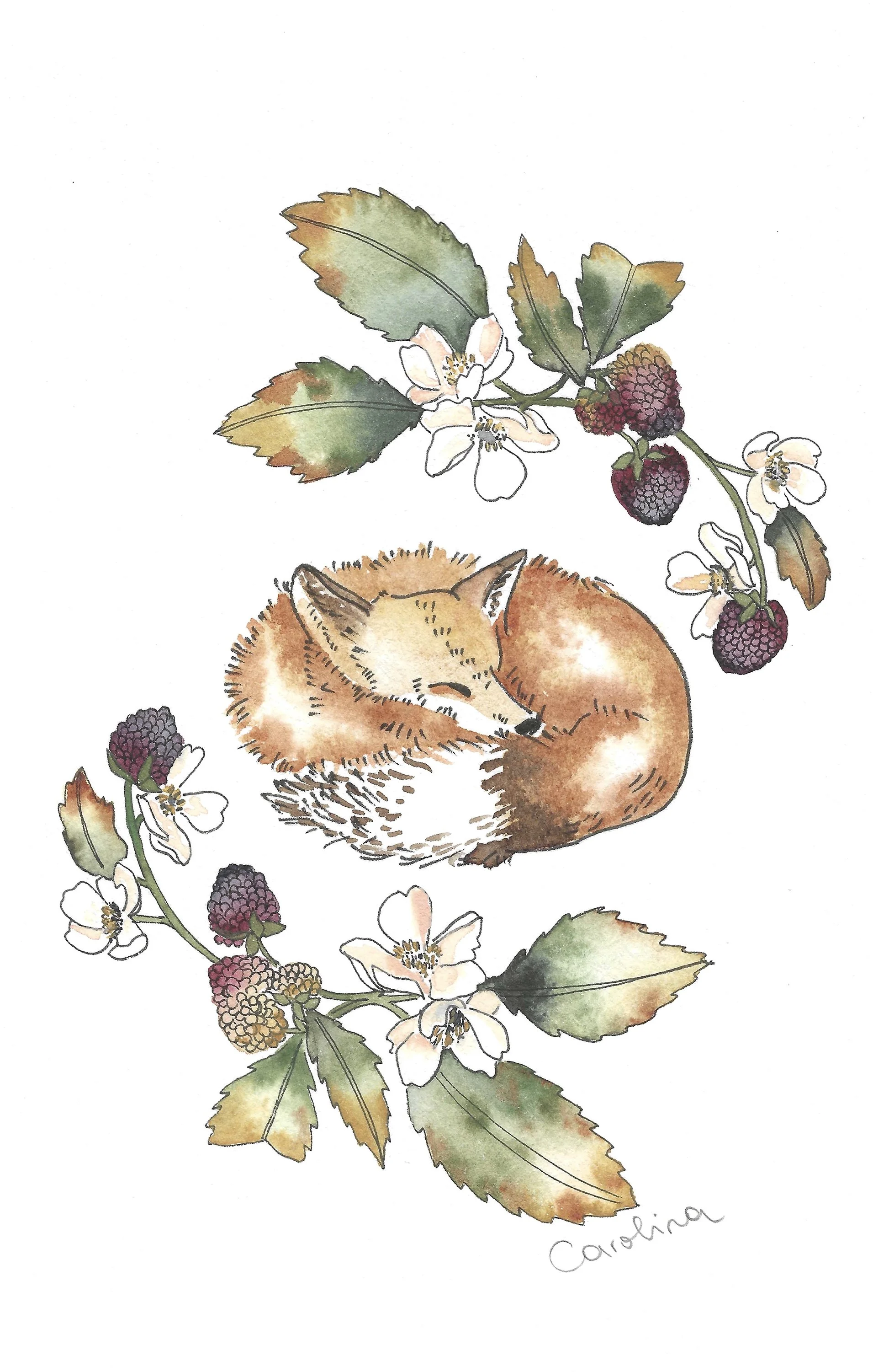 A watercolor illustration of a sleeping fox surrounded by blackberry leaves and flowers, with the signature 'Carolina' at the bottom.