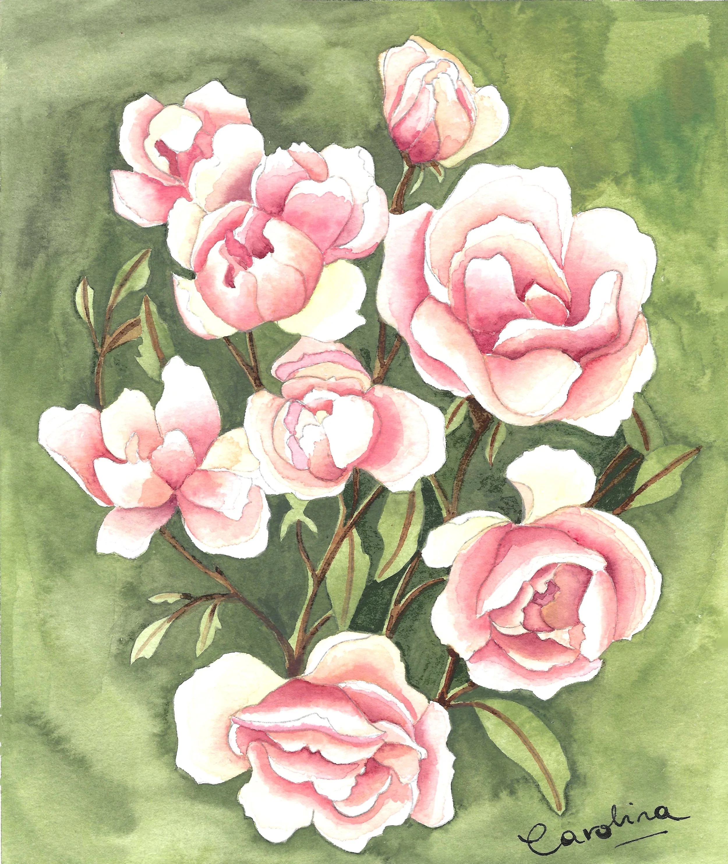 Watercolor painting of pink roses with green leaves and background, signed 'Carolina' at the bottom right.