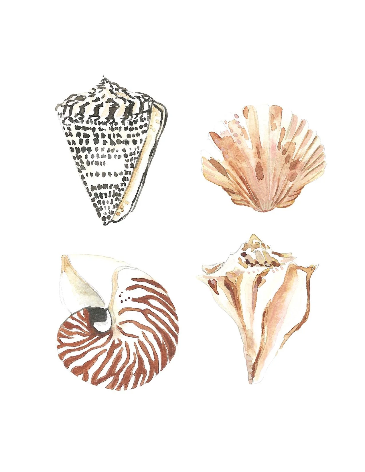 Watercolor illustrations of four seashells: one with black and white zigzag pattern, one light pink scallop shell, one spiral shell with brown and white pattern, and one elongated shell with brown and pink streaks.