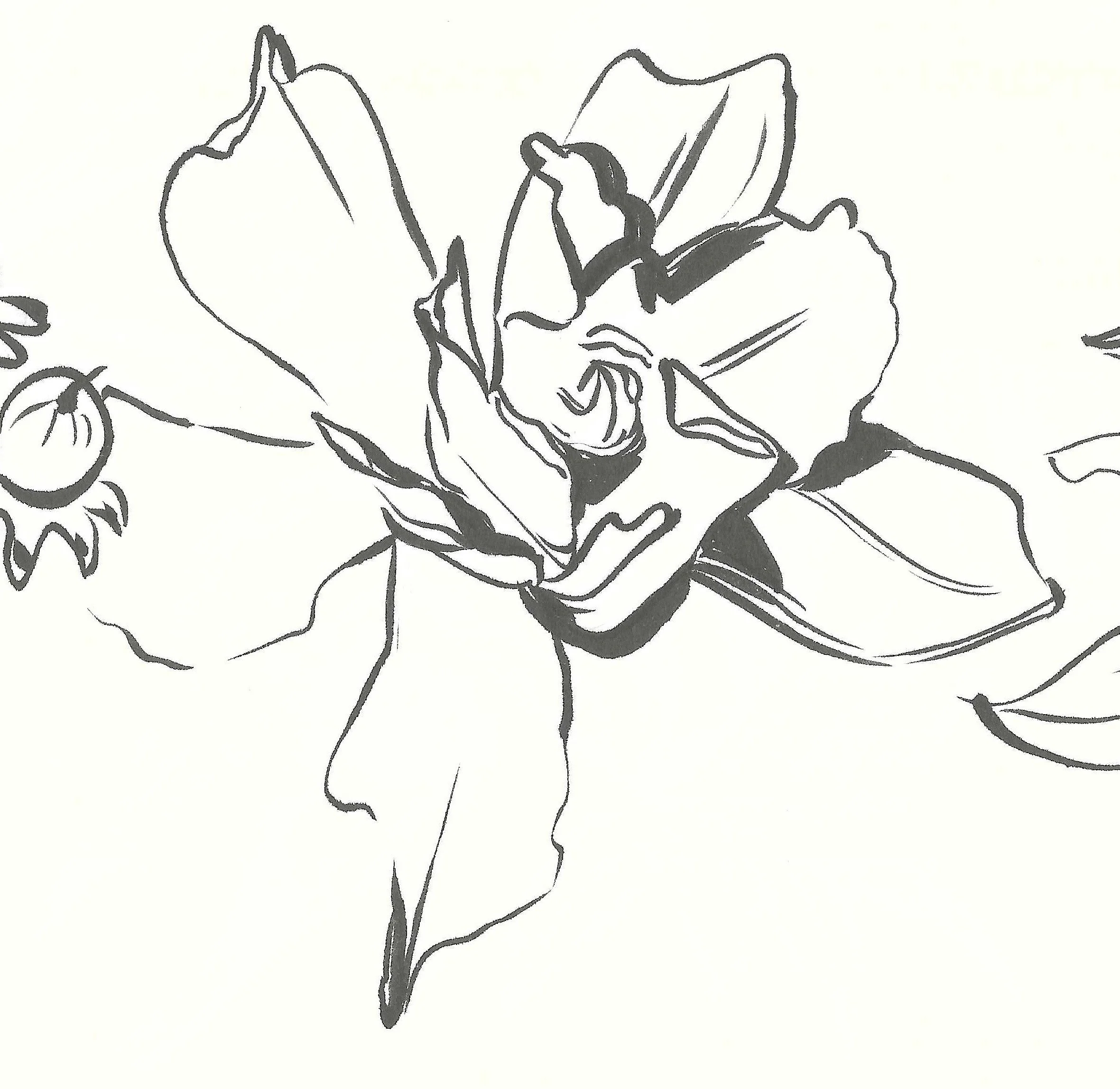 Line drawing of a flowering plant with large petals and a smaller, round flower nearby.