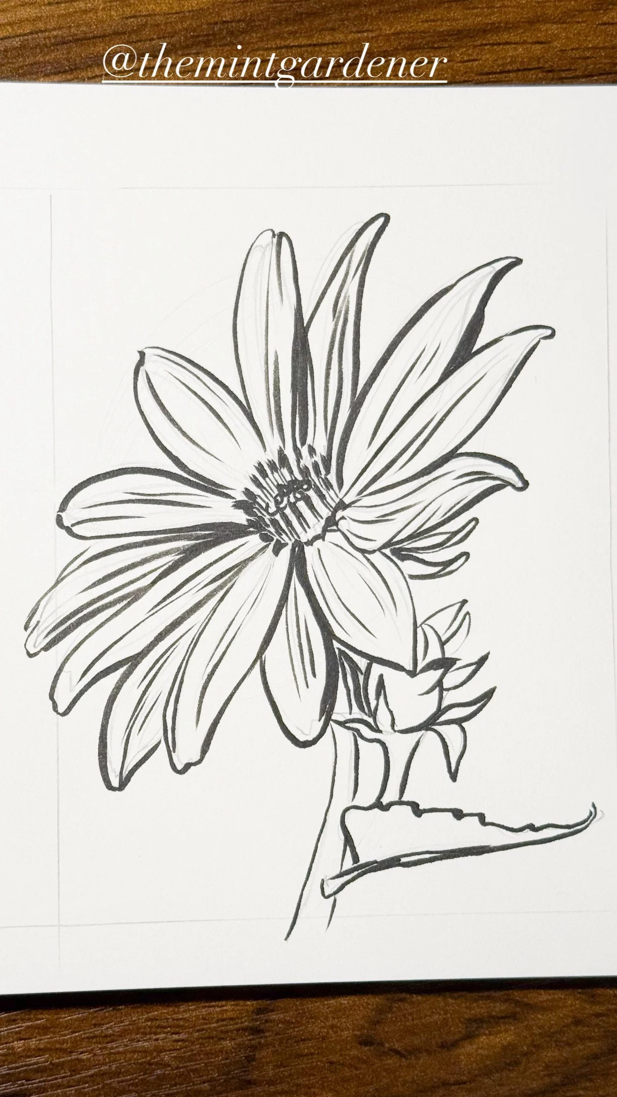 A black and white sketch of a sunflower with detailed petals and a stem with a bud, on white paper.