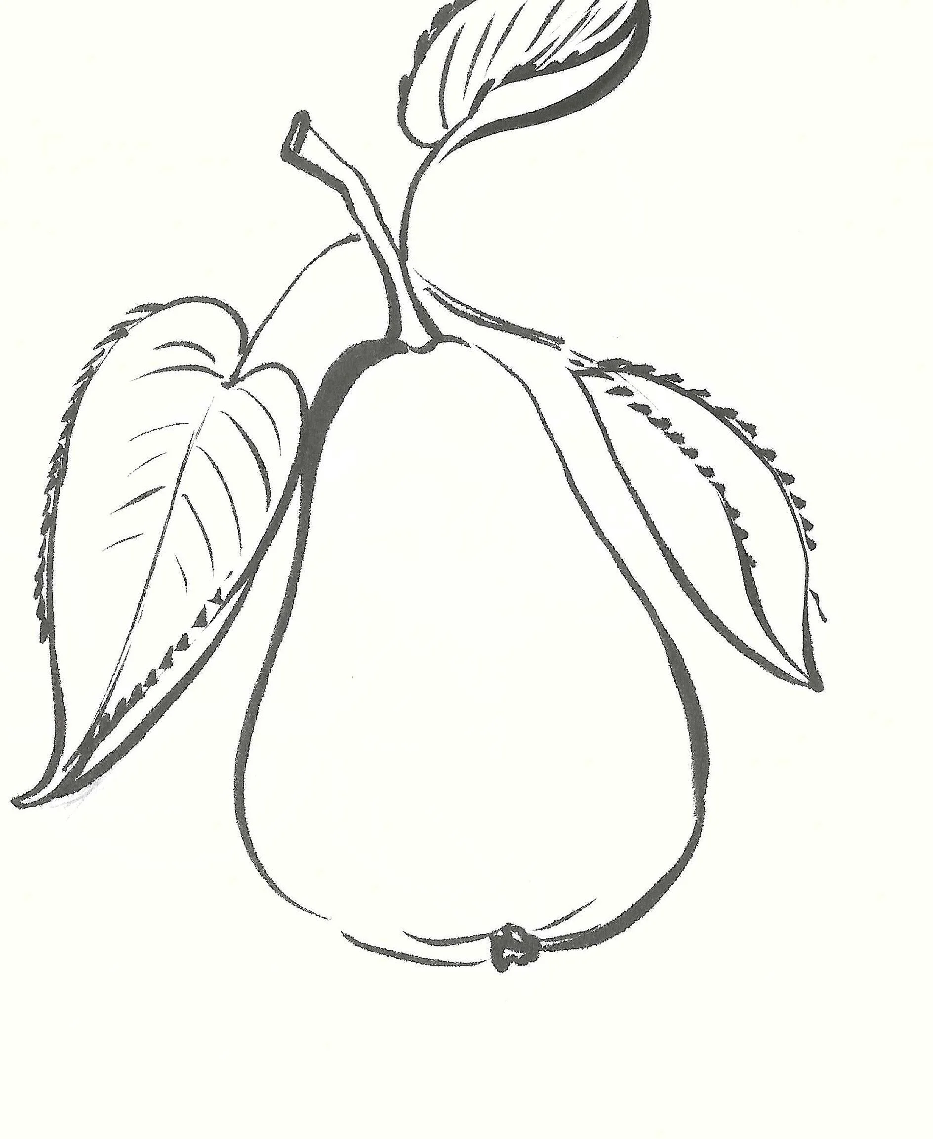 Black and white sketch of a pear with three leaves attached to the stem.