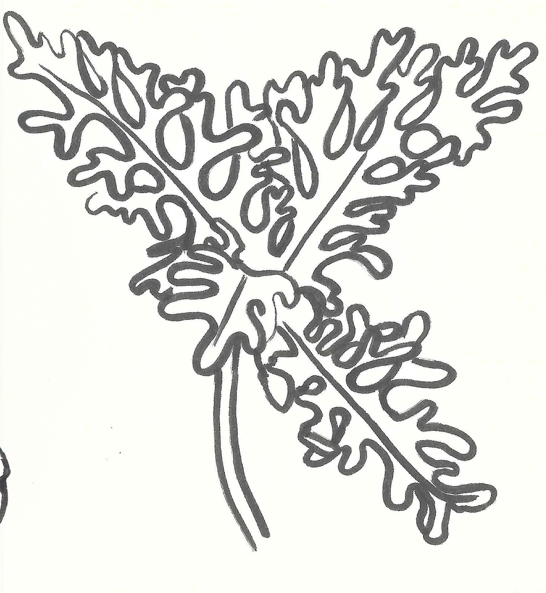 Simple line drawing of a fern leaf with detailed fronds.