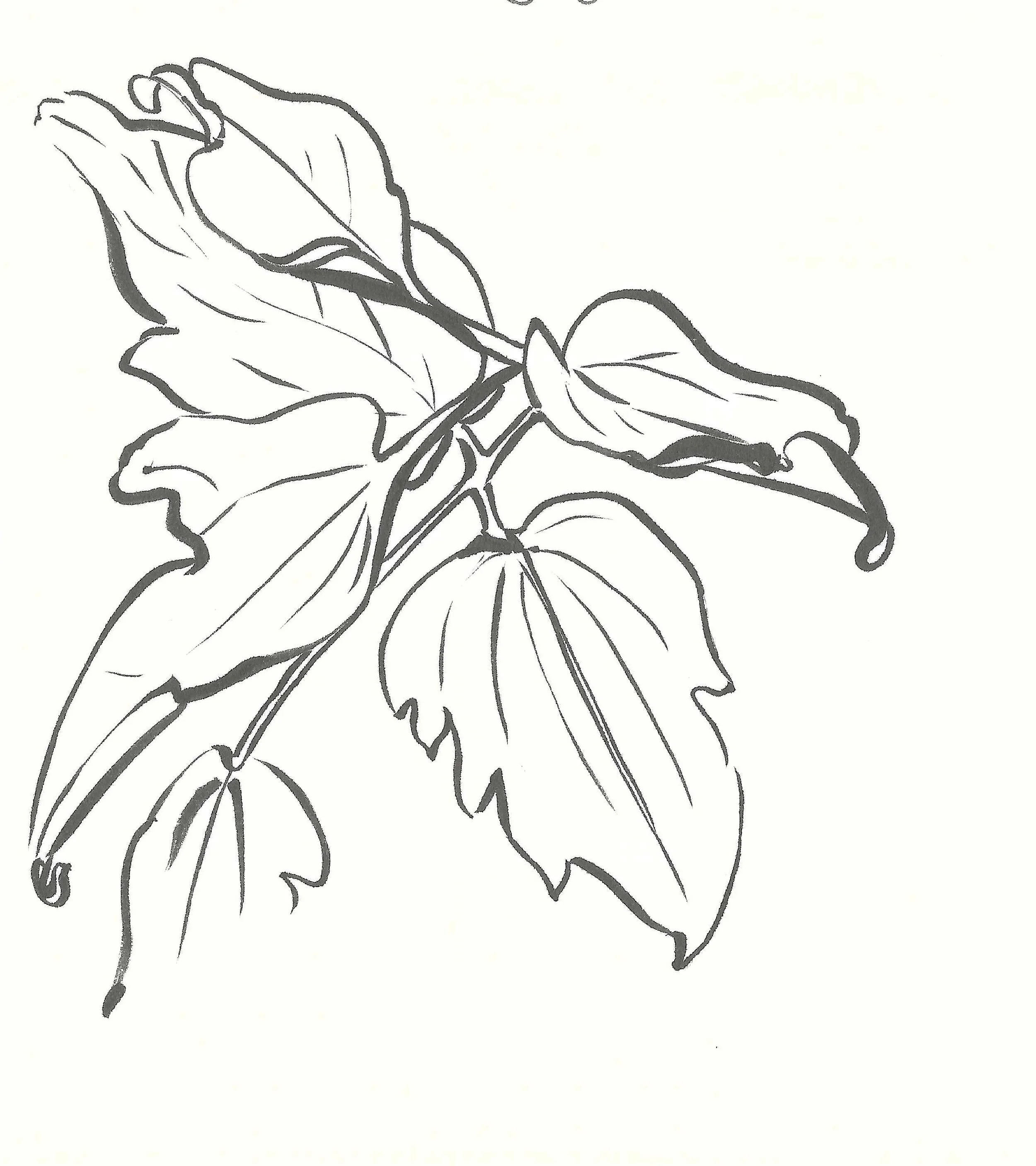 Black and white drawing of a cluster of leaves and a small fruit or pod.