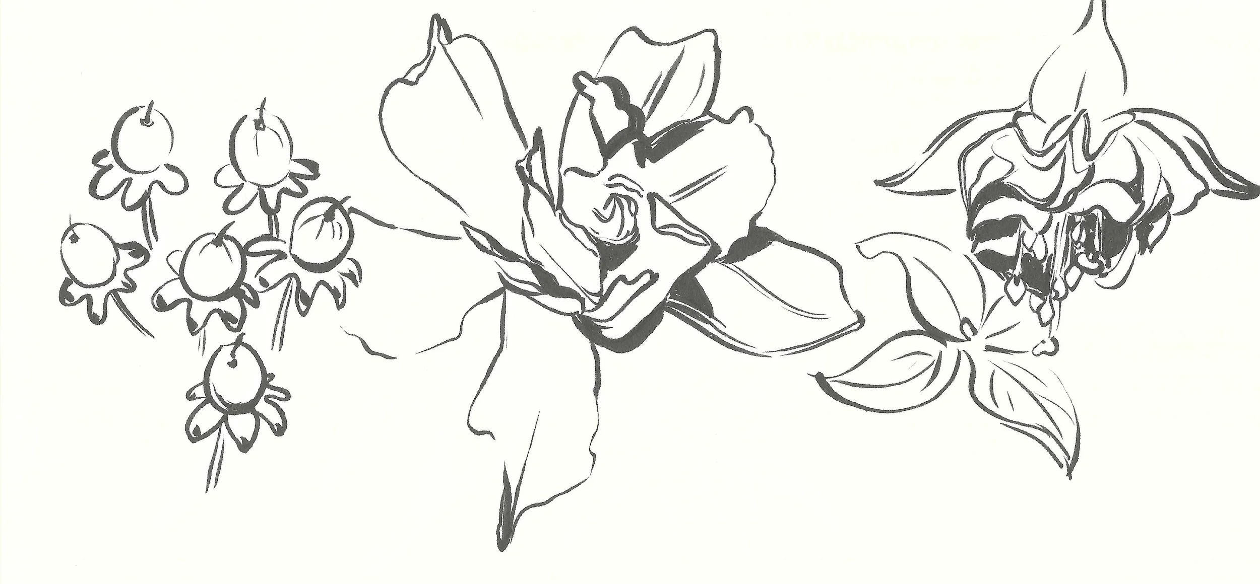 Black and white line drawing of a bouquet of flowers, including a cluster of small round berries and a large blooming flower with leaves.