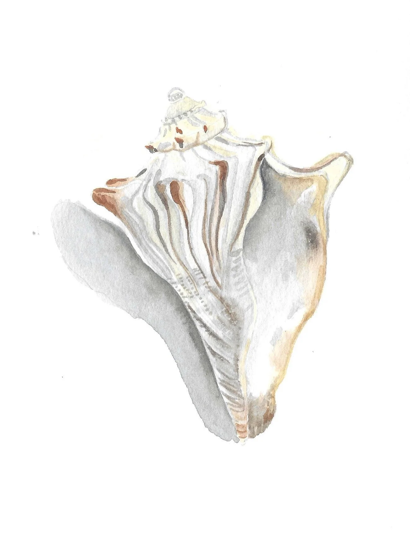 Watercolor painting of a seashell with a small cream-colored snail on top.
