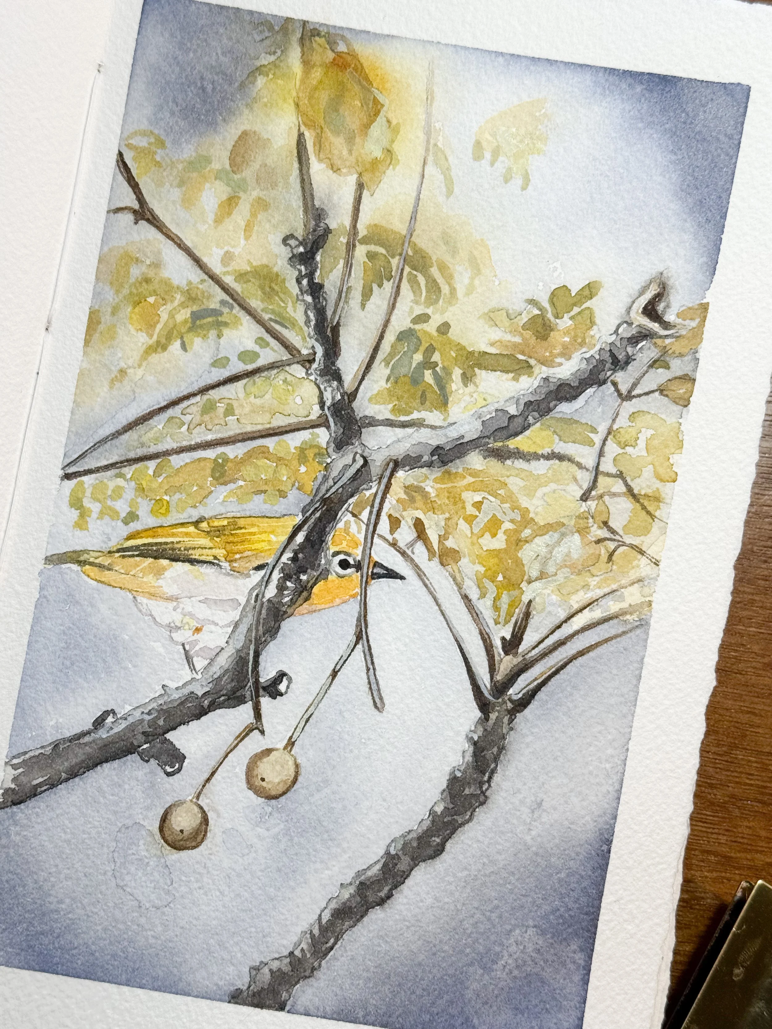 Watercolor painting of a bird on a tree branch with yellow and green leaves, and two round fruits hanging from the branch.