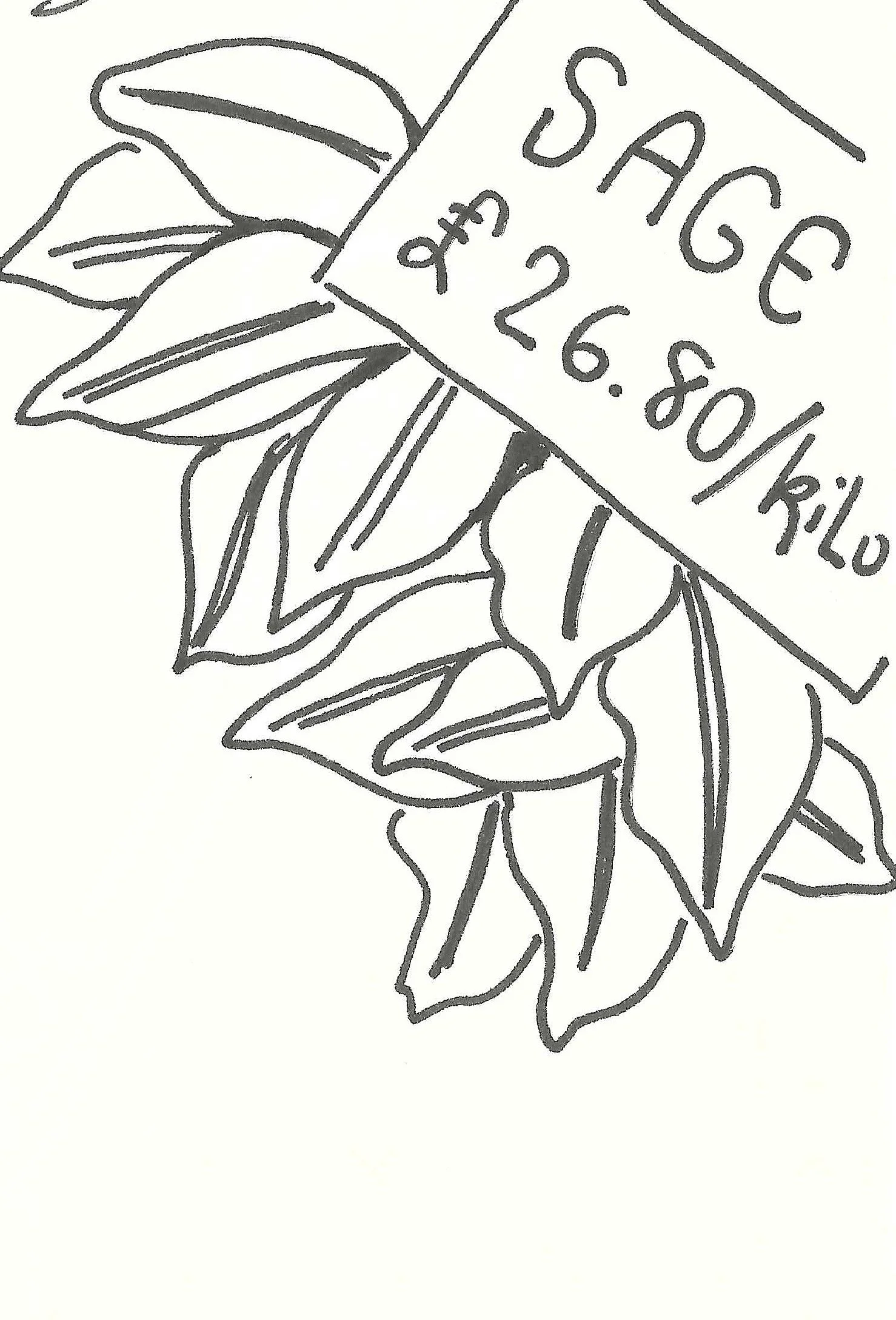A line drawing of a bunch of leaves with a sign that reads 'SAGE $26.80 / kilo'.