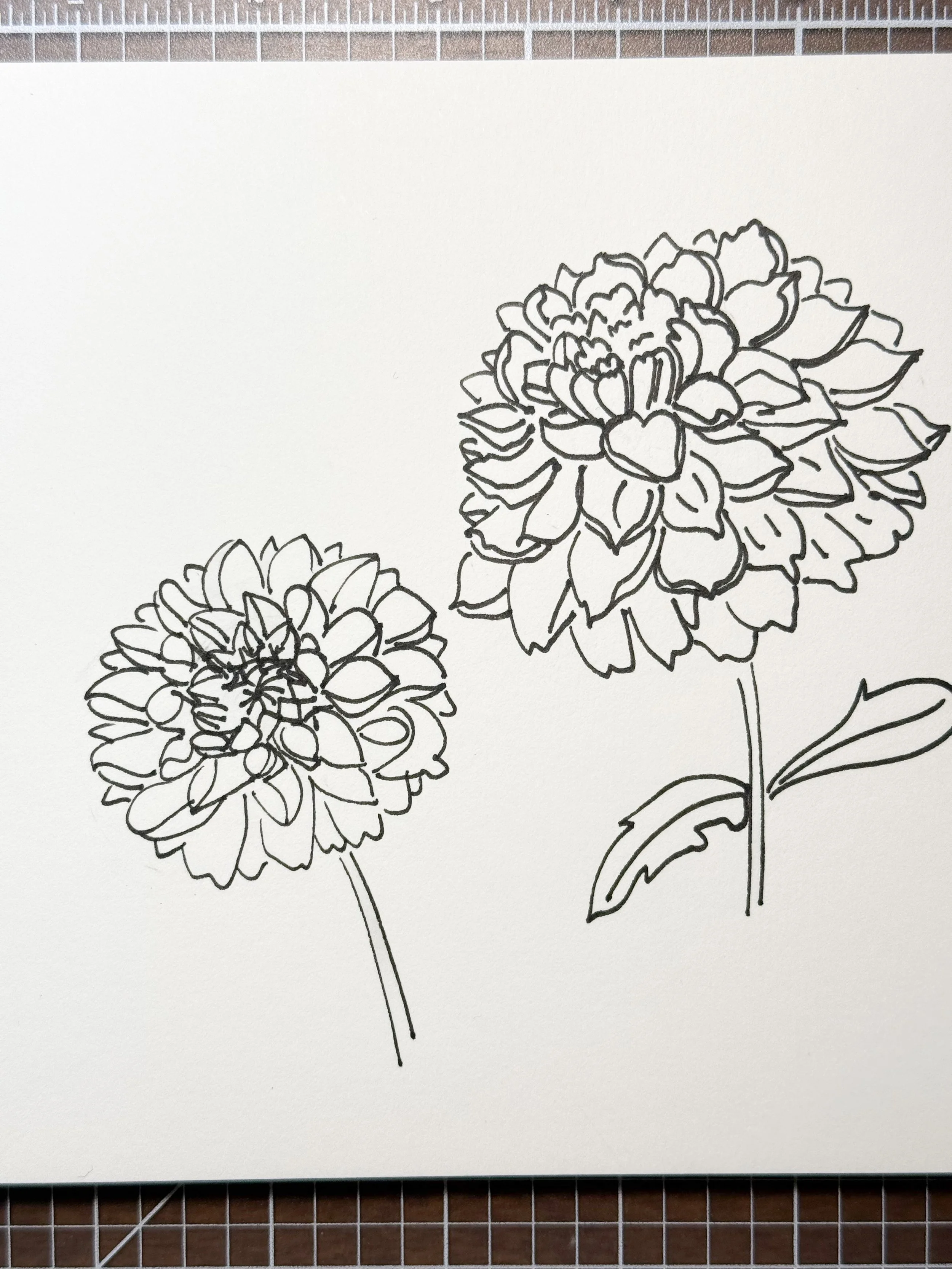 Line drawing of two dahlia flowers with detailed petals and leaves.