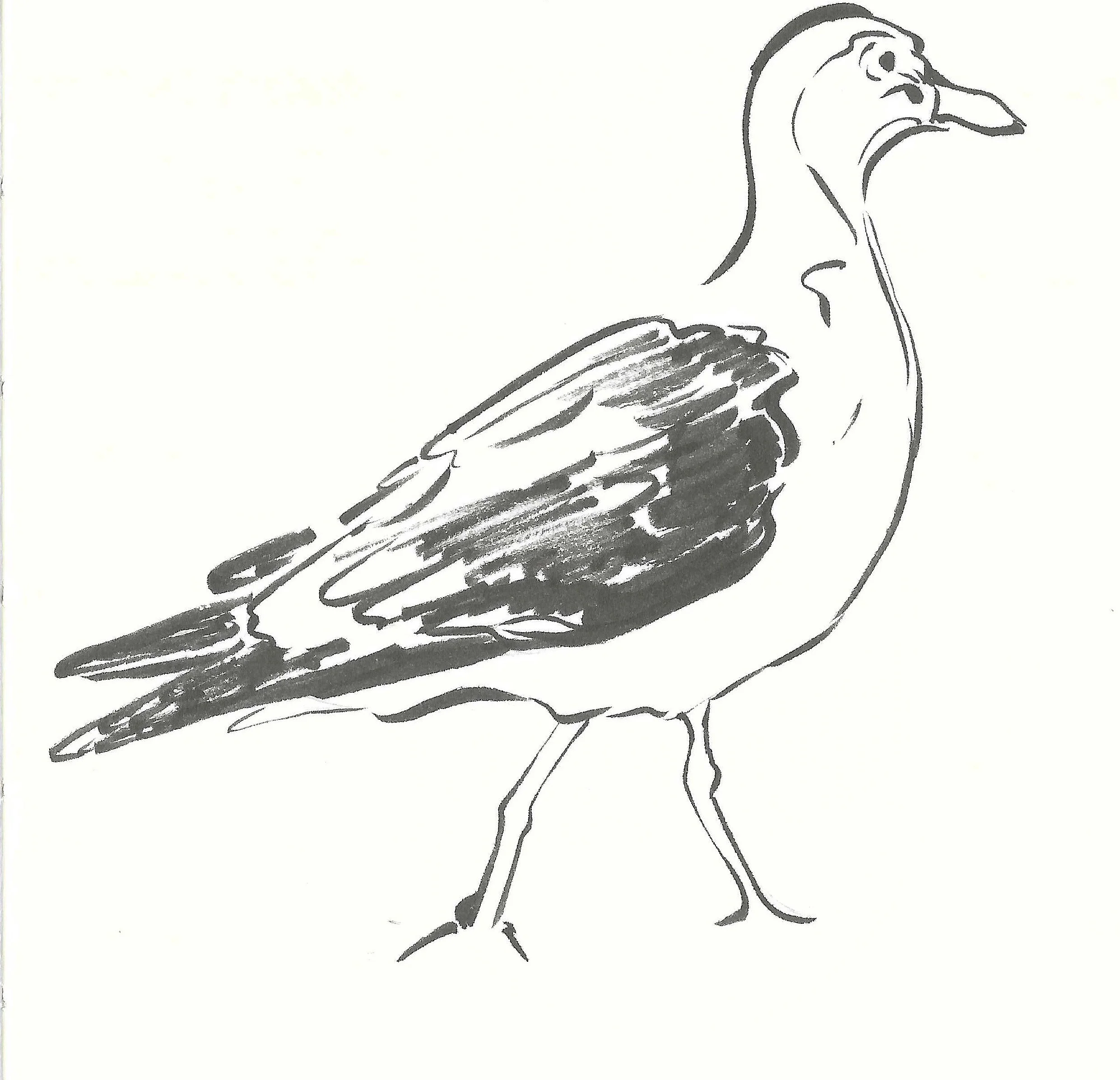 Black and white sketch of a bird with a large body, long legs, and a prominent beak.