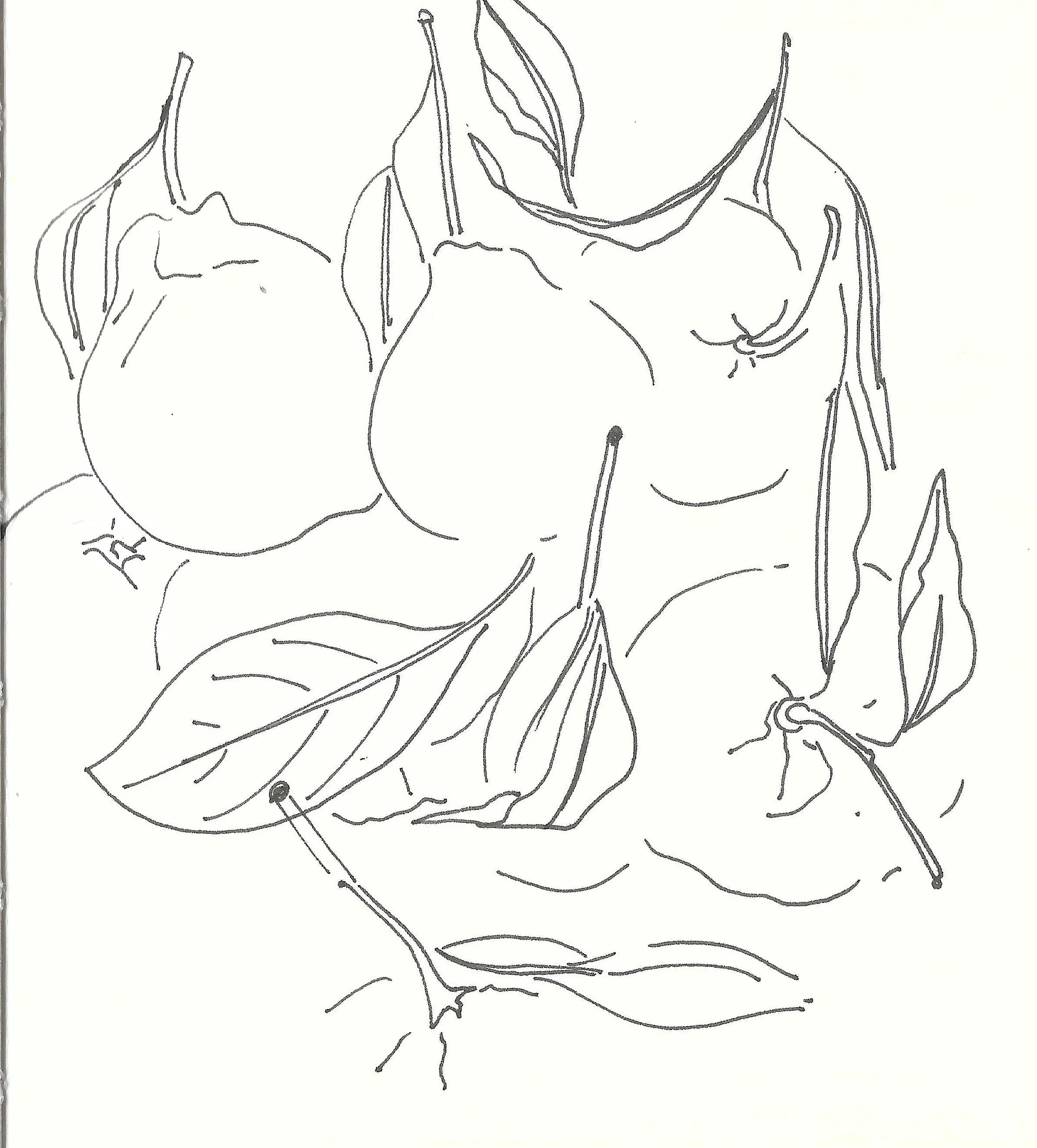 Line drawing of peaches, leaves, and a branch.
