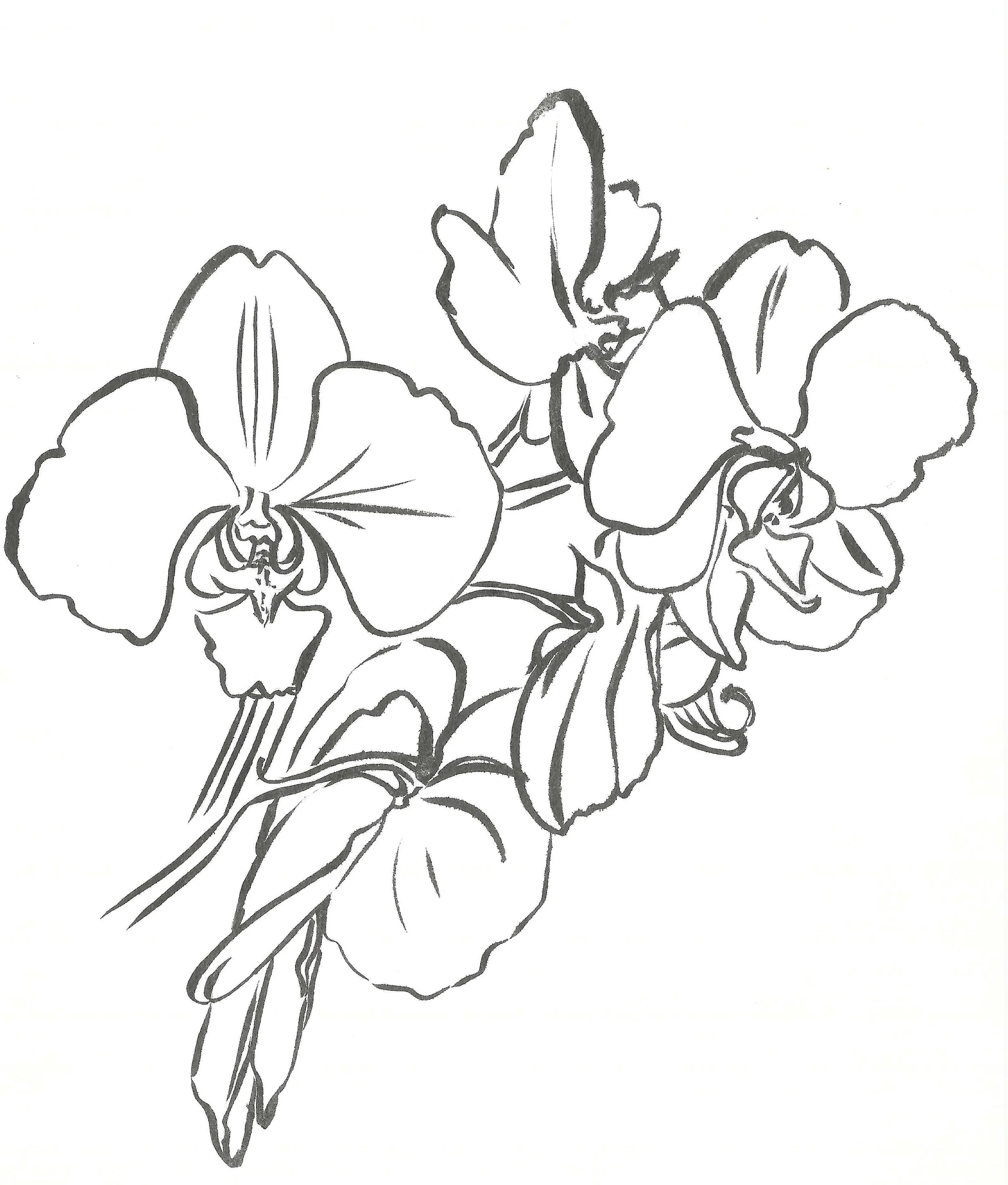 Line drawing of a cluster of orchids with detailed petals and leaves.