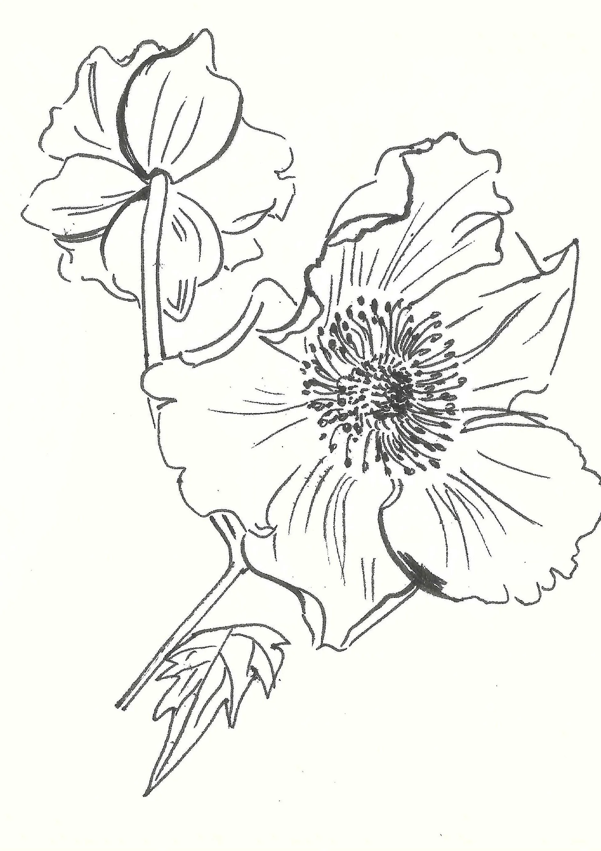 Line drawing of a flower with detailed petals and leaves.