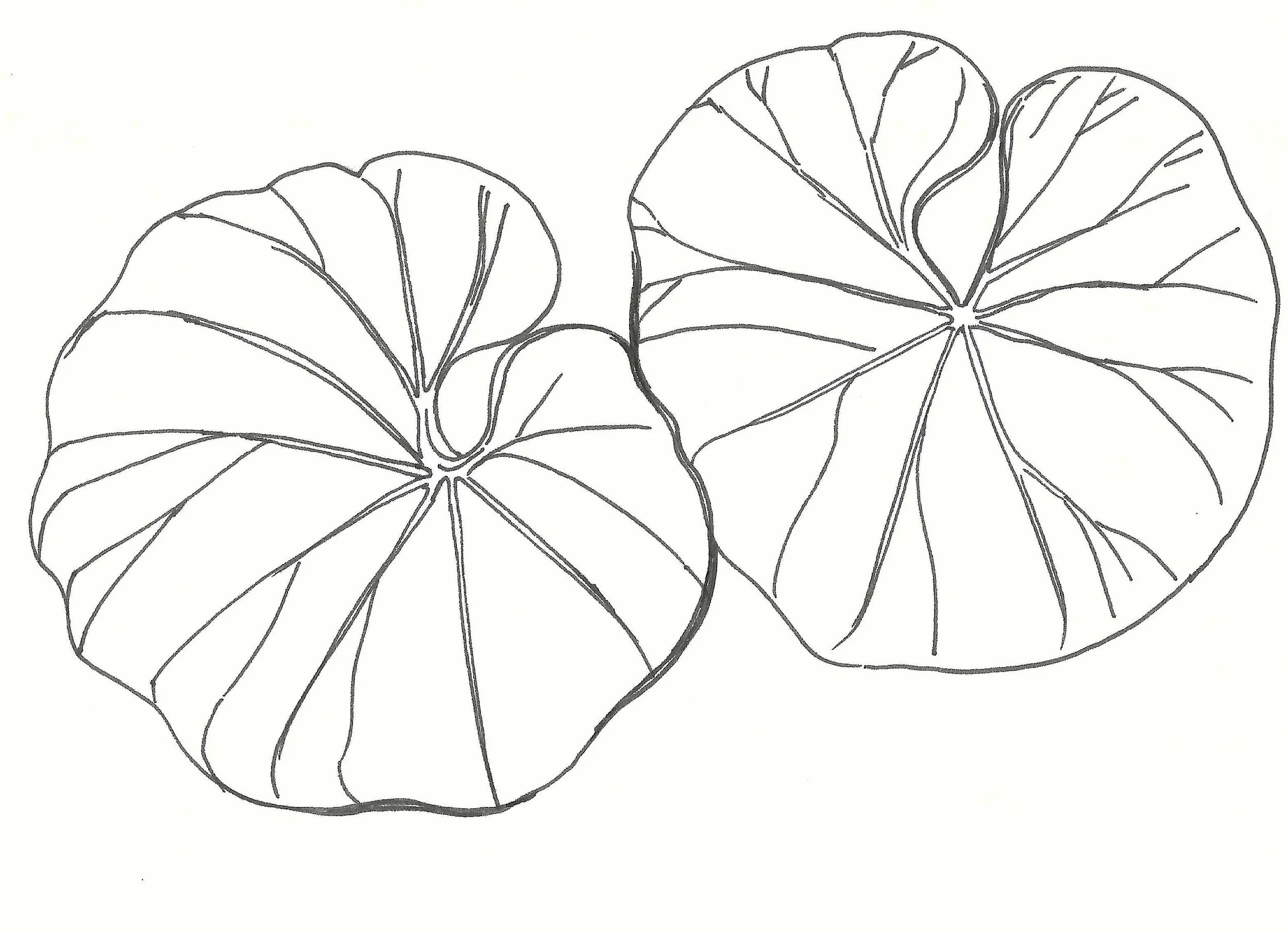 Line drawing of two large, heart-shaped leaves with prominent veins.