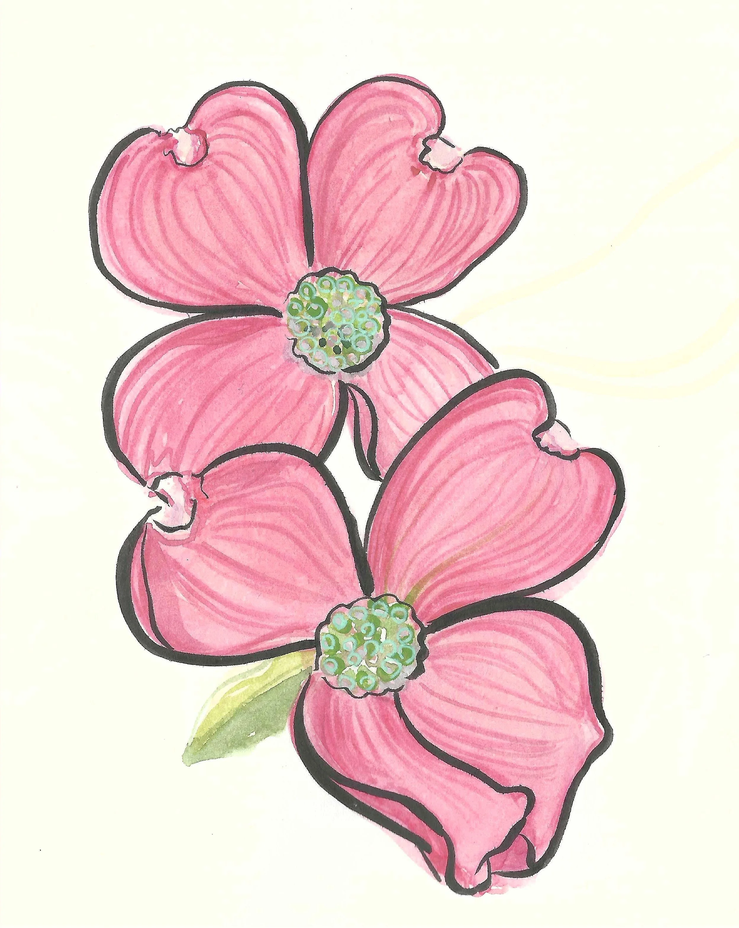 Hand-drawn illustration of two pink dogwood flowers with green centers and a yellow-green leaf.