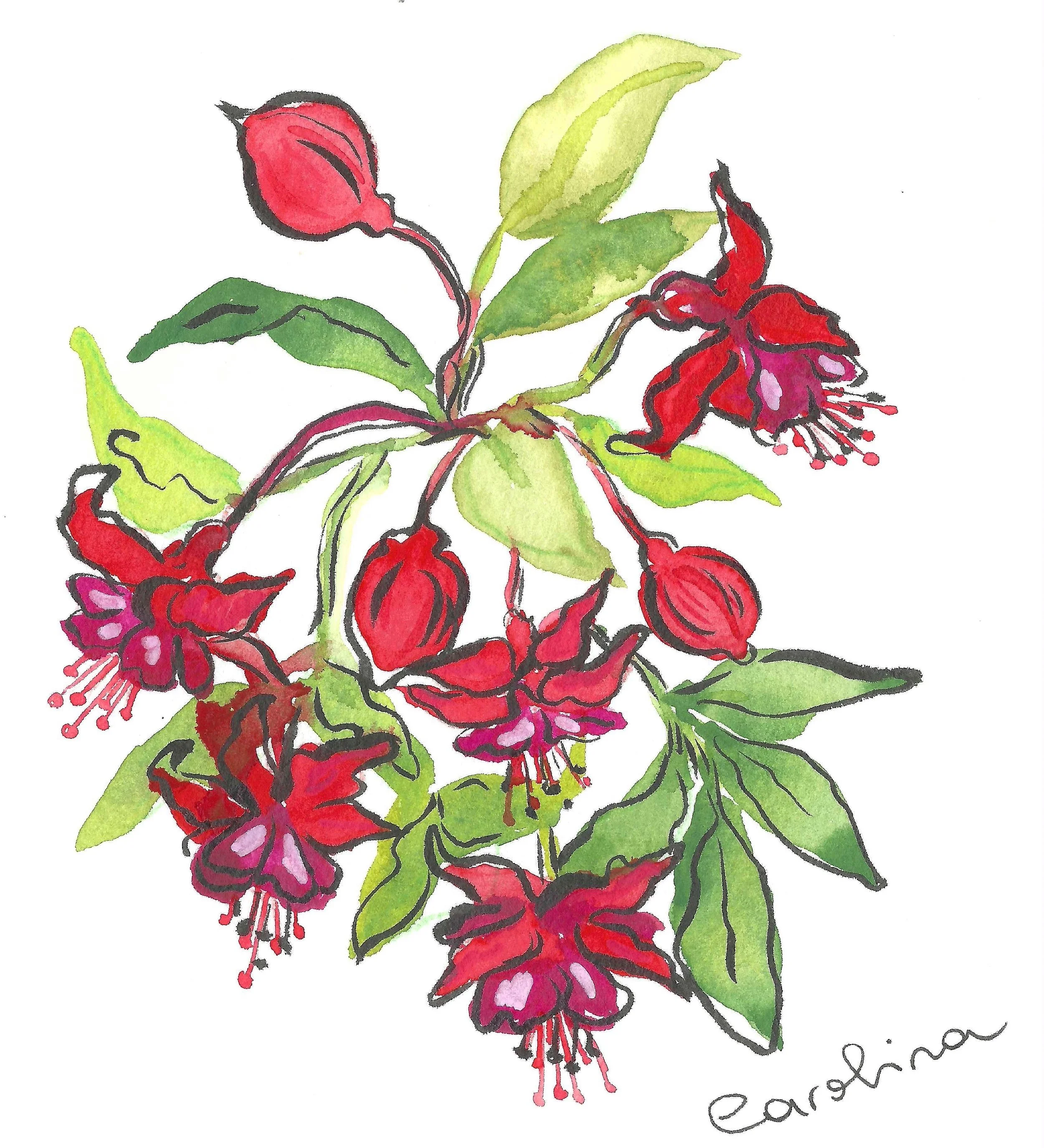 Watercolor illustration of fuchsia flowers with vibrant red and purple blossoms, green leaves, and a signature reading 'earlina' in the bottom right corner.