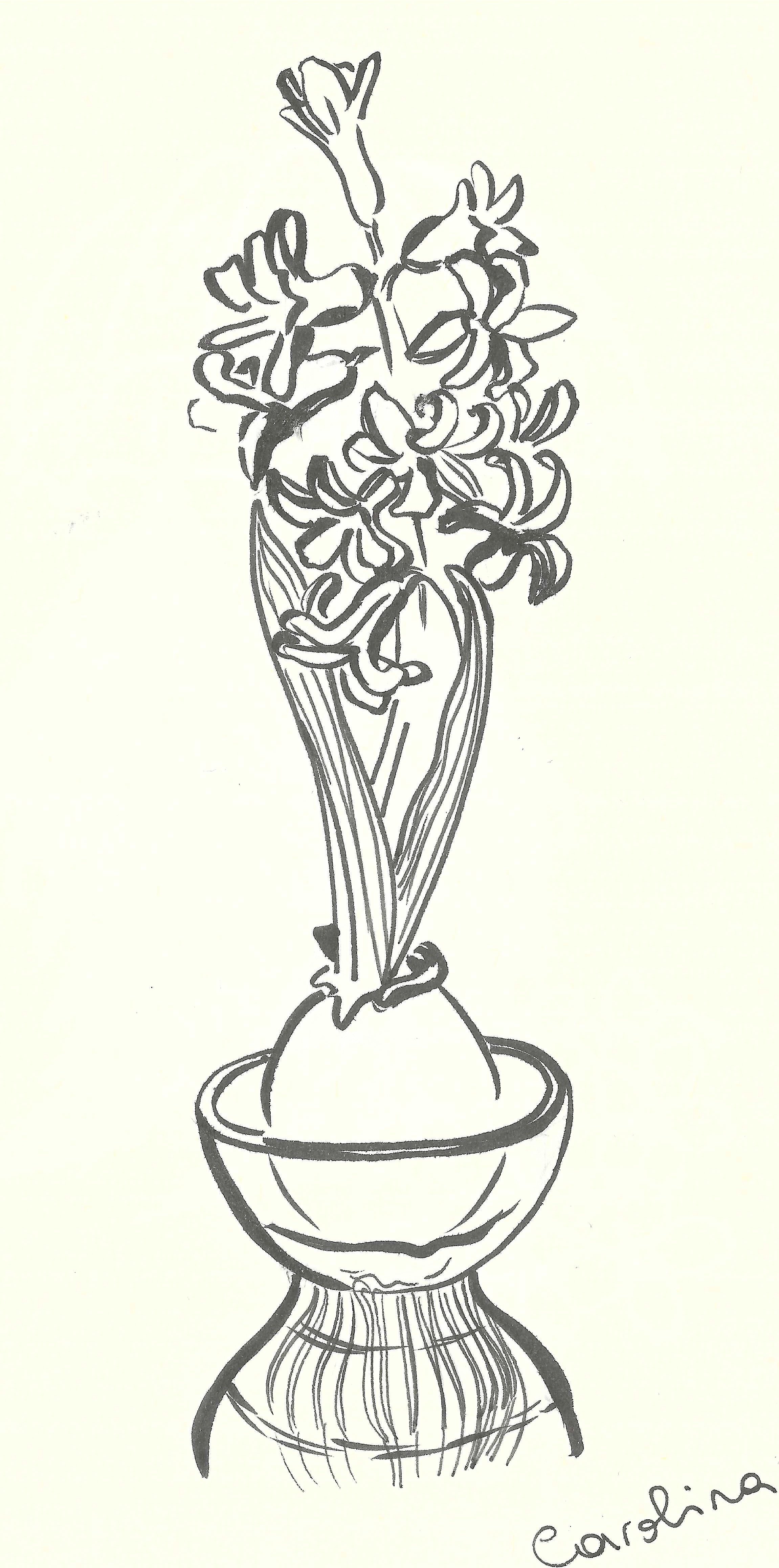 Hand-drawn illustration of a potted hyacinth flower with detailed petals and leaves, signed by the artist 'Carolina.'