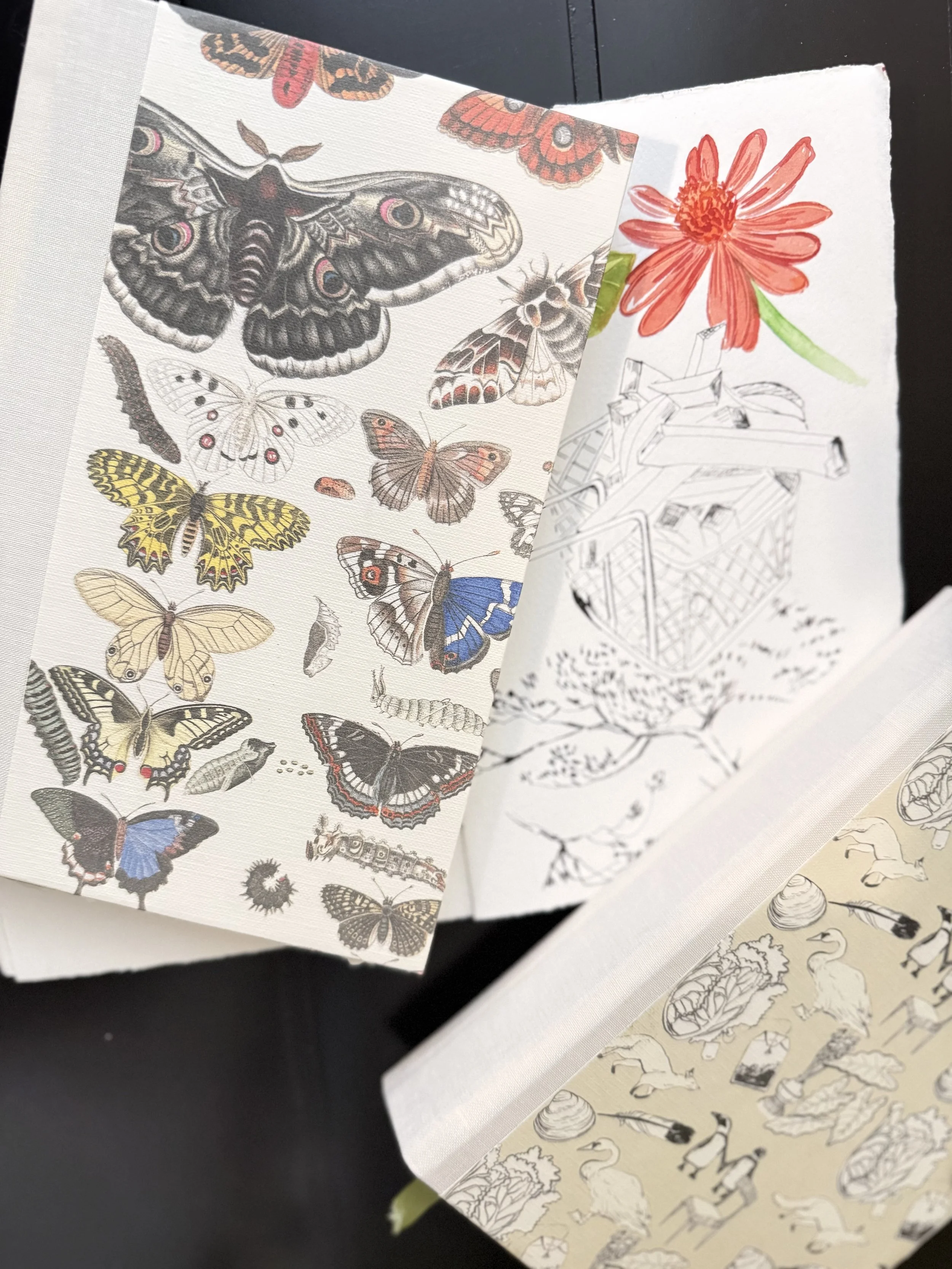 Open coloring book pages displaying detailed butterfly illustrations, a flower drawing, and a sketch of a crate with objects inside.