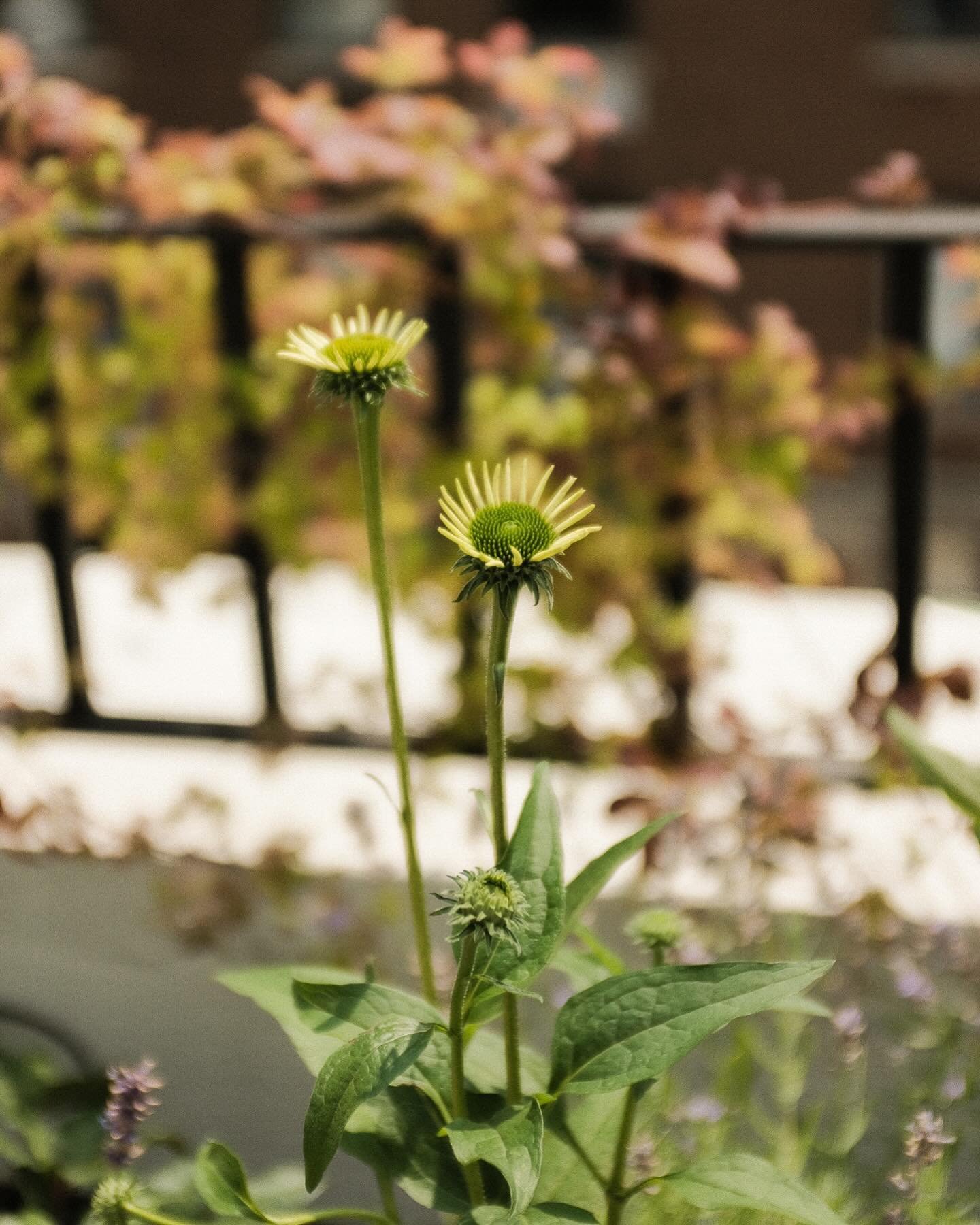Late summer memories from one of our Manhattan rooftop projects.