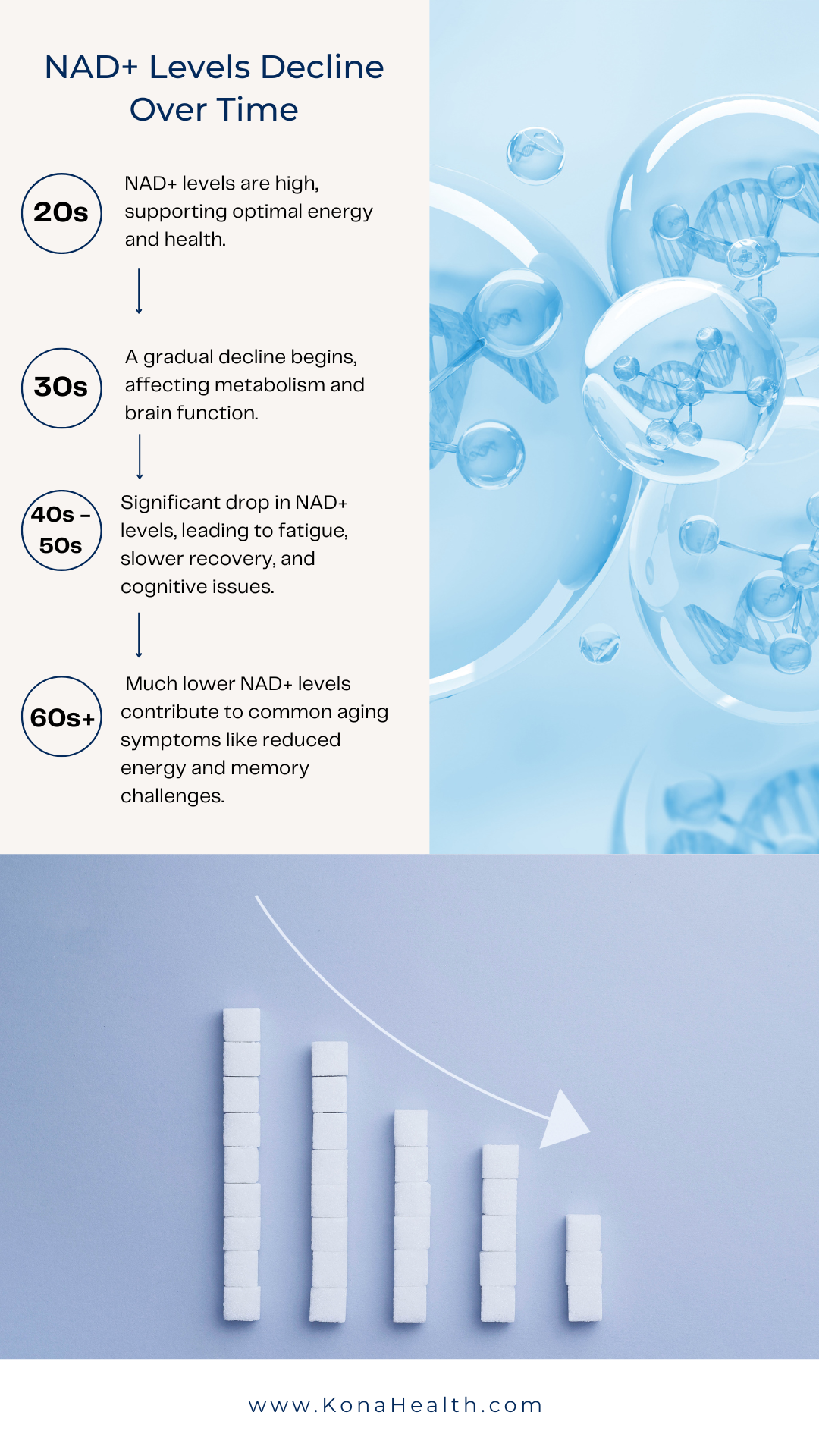 An infographic showing the decline of NAD+ levels over time, with a timeline from 20s to 60s+. The top section describes NAD+ levels supporting energy and health in different age stages, from high in 20s to significantly lower in 60s+ affecting energy, memory, and aging symptoms. The bottom section shows a bar graph with decreasing height representing NAD+ decline, with a downward arrow indicating the trend. The website www.KonaHealth.com is displayed at the bottom.
