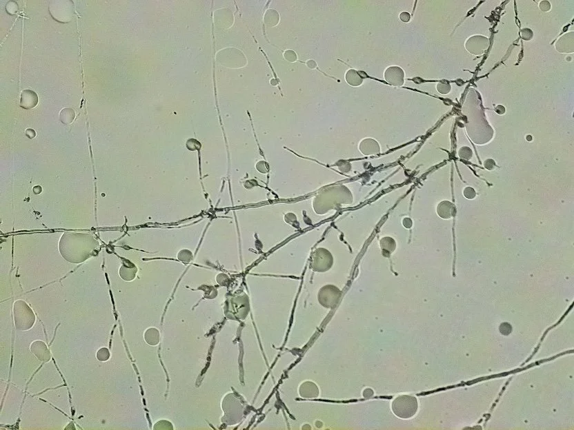 The Multidisciplinarian in Mycelium R&D (and the Responsibility to Do Interesting Things)