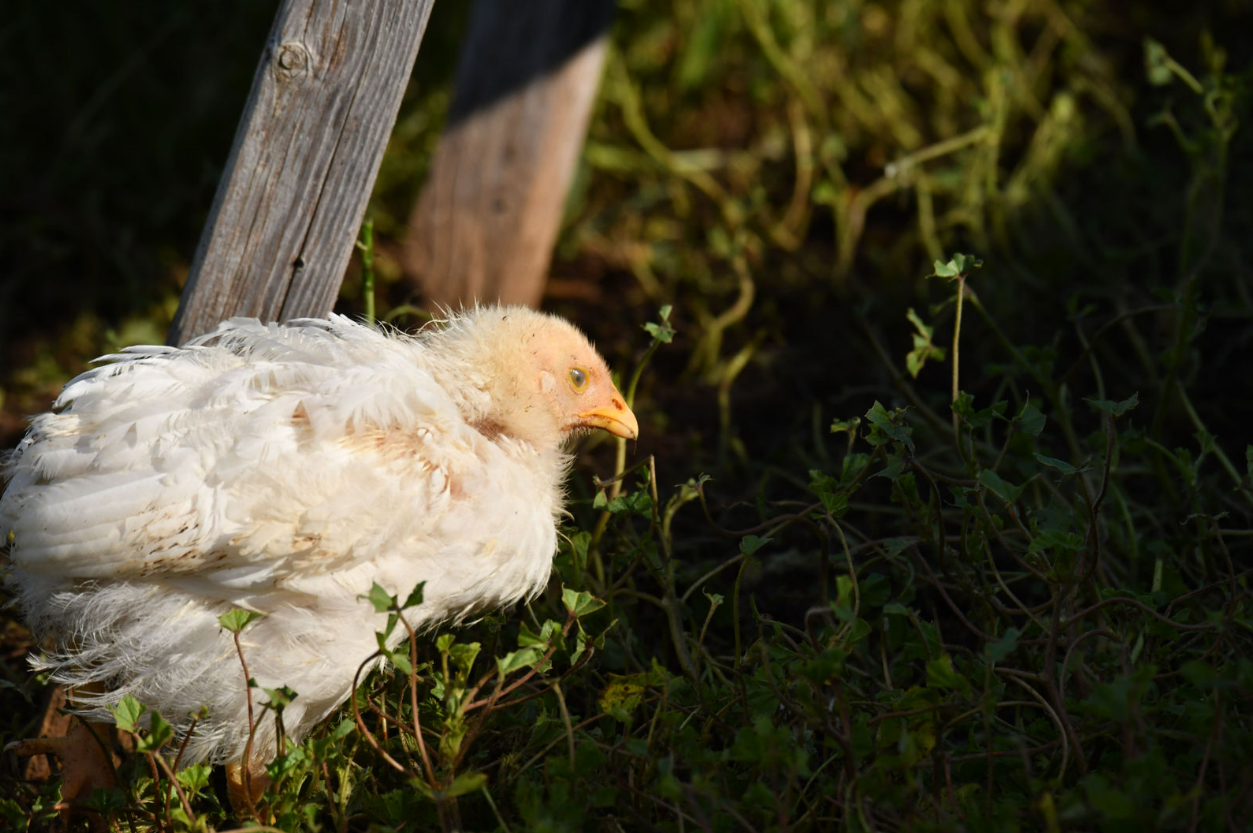Young white chicken with yellow eyes and beak next to wooden fence and green plants.