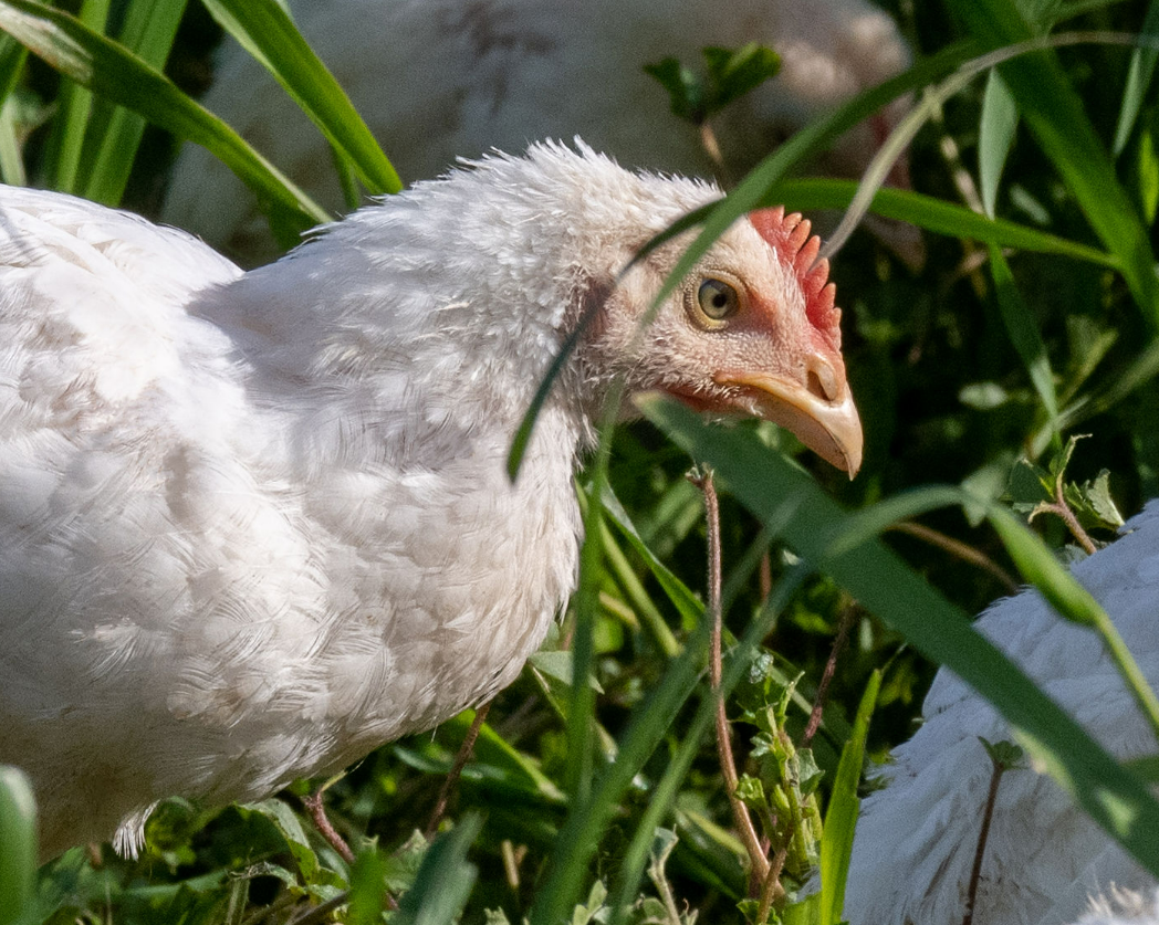 A white chicken with a red comb and yellow beak looking through green grass.