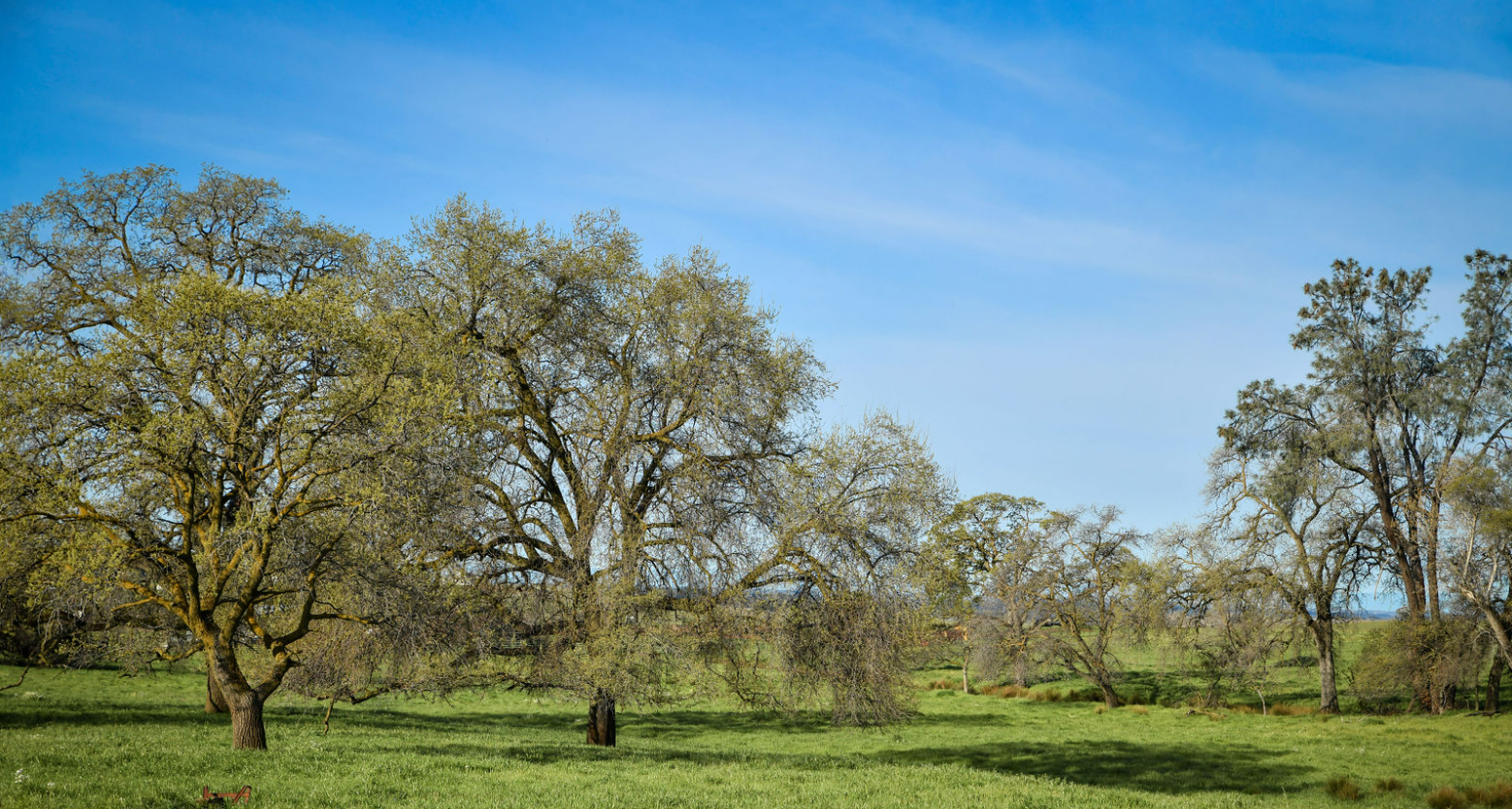 Open field with multiple large trees on a sunny day with a bright blue sky.